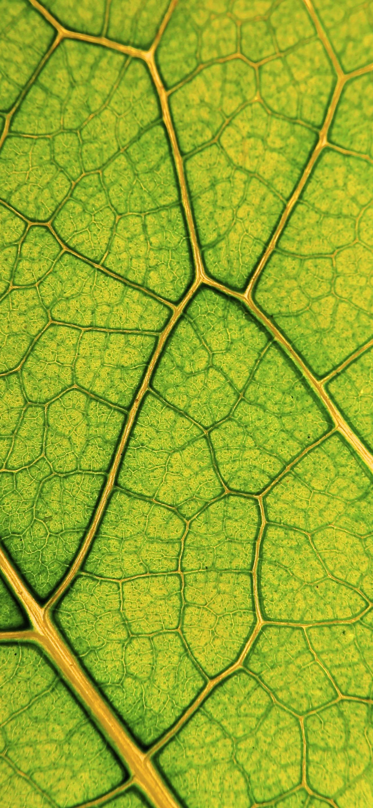 Leaf Lines Veins Macro Green
