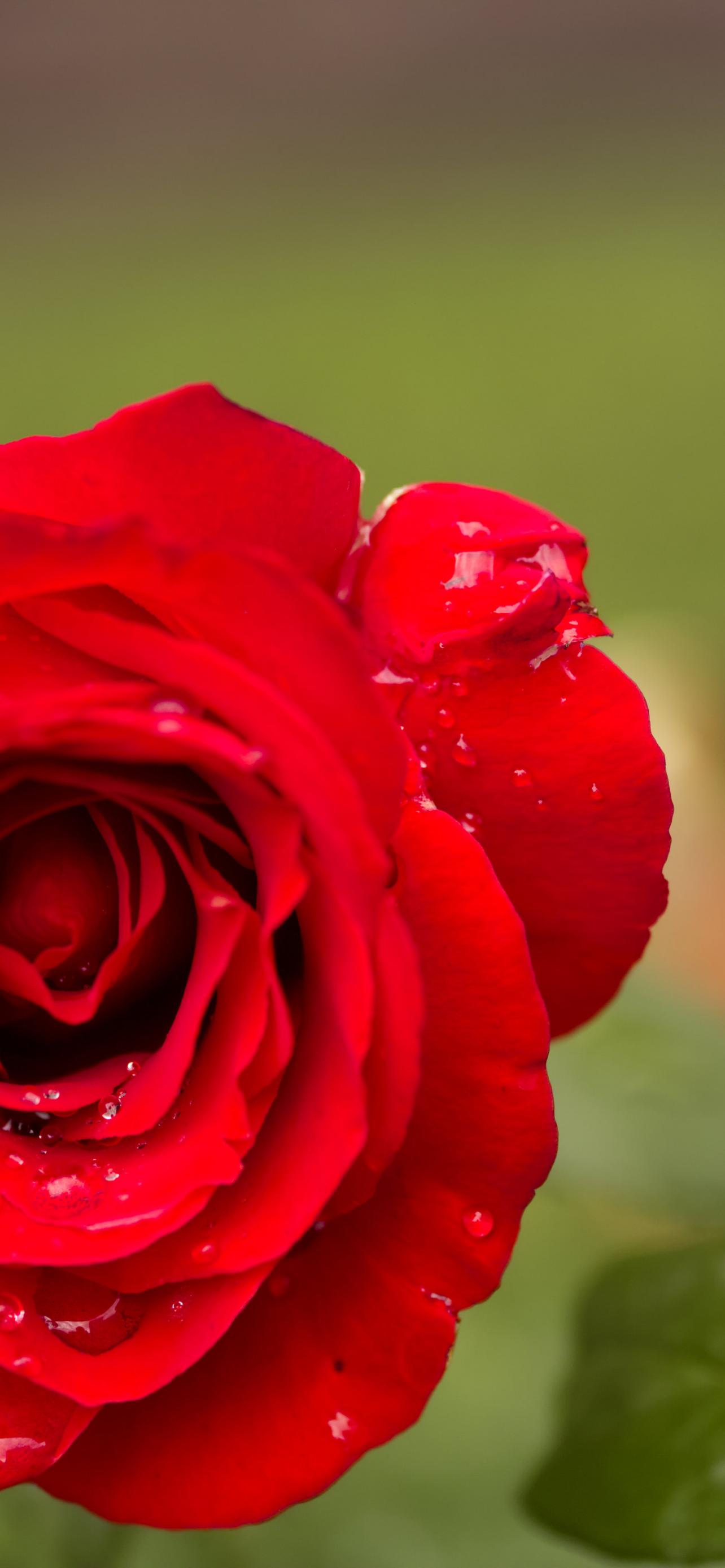 Rose Flower Petals Plant Macro
