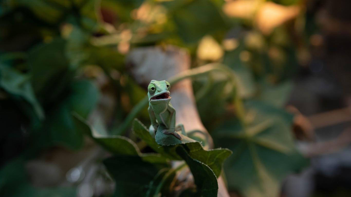 Chameleon Lizard Green Funny