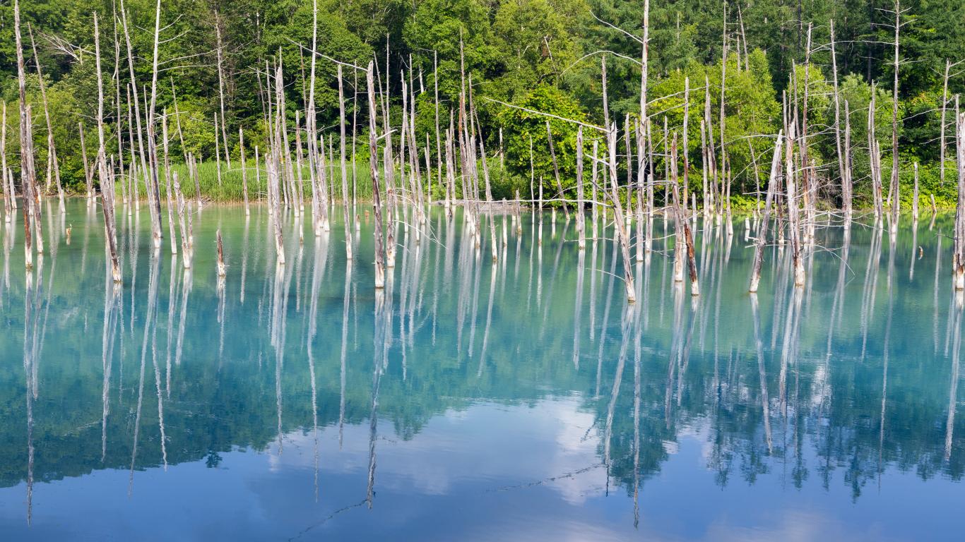 Forest Trees Lake Branches Dry Reflection Nature