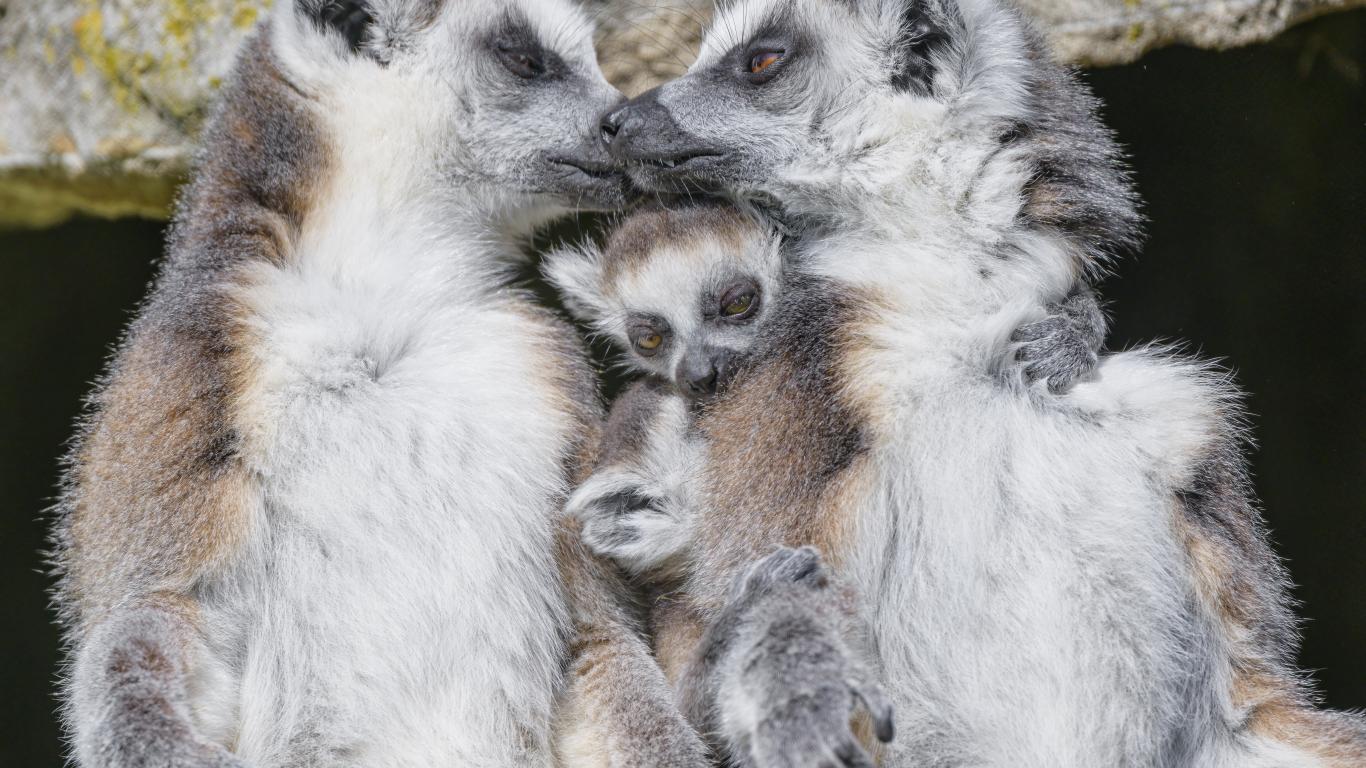 Lemurs Animals Family Love