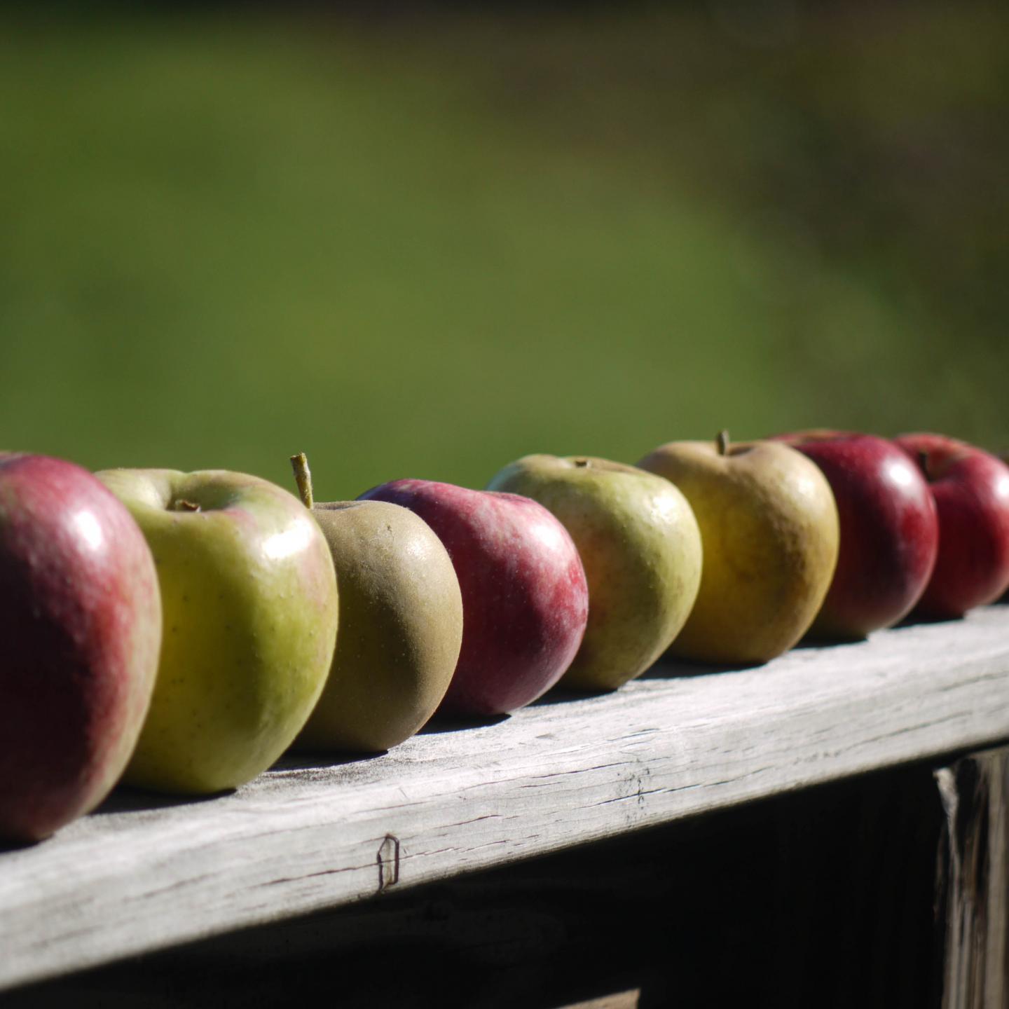 Apples Fruit Fresh Fence
