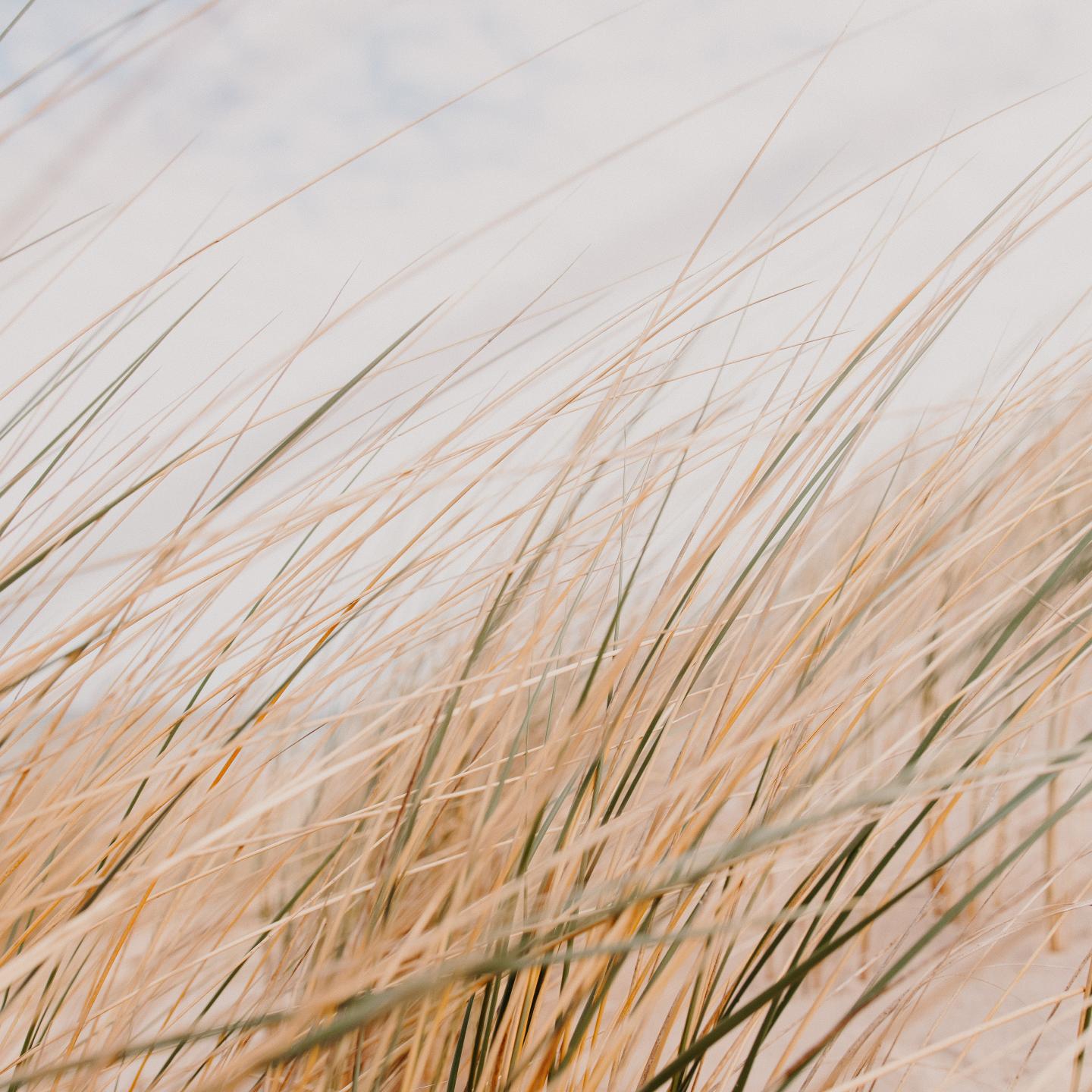Grass Field Desert Macro
