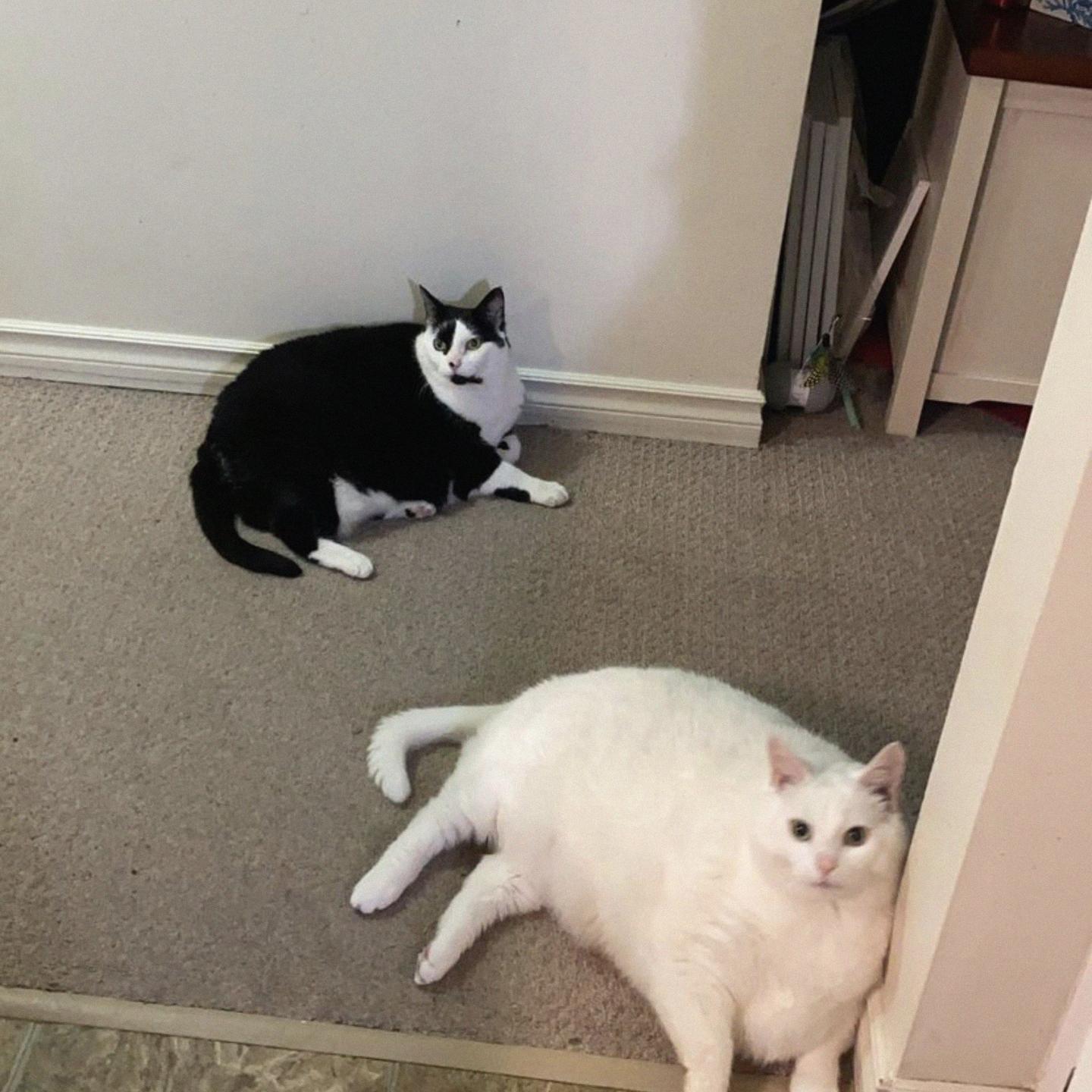 King-duncan Fat-cats Cats Pets Animals