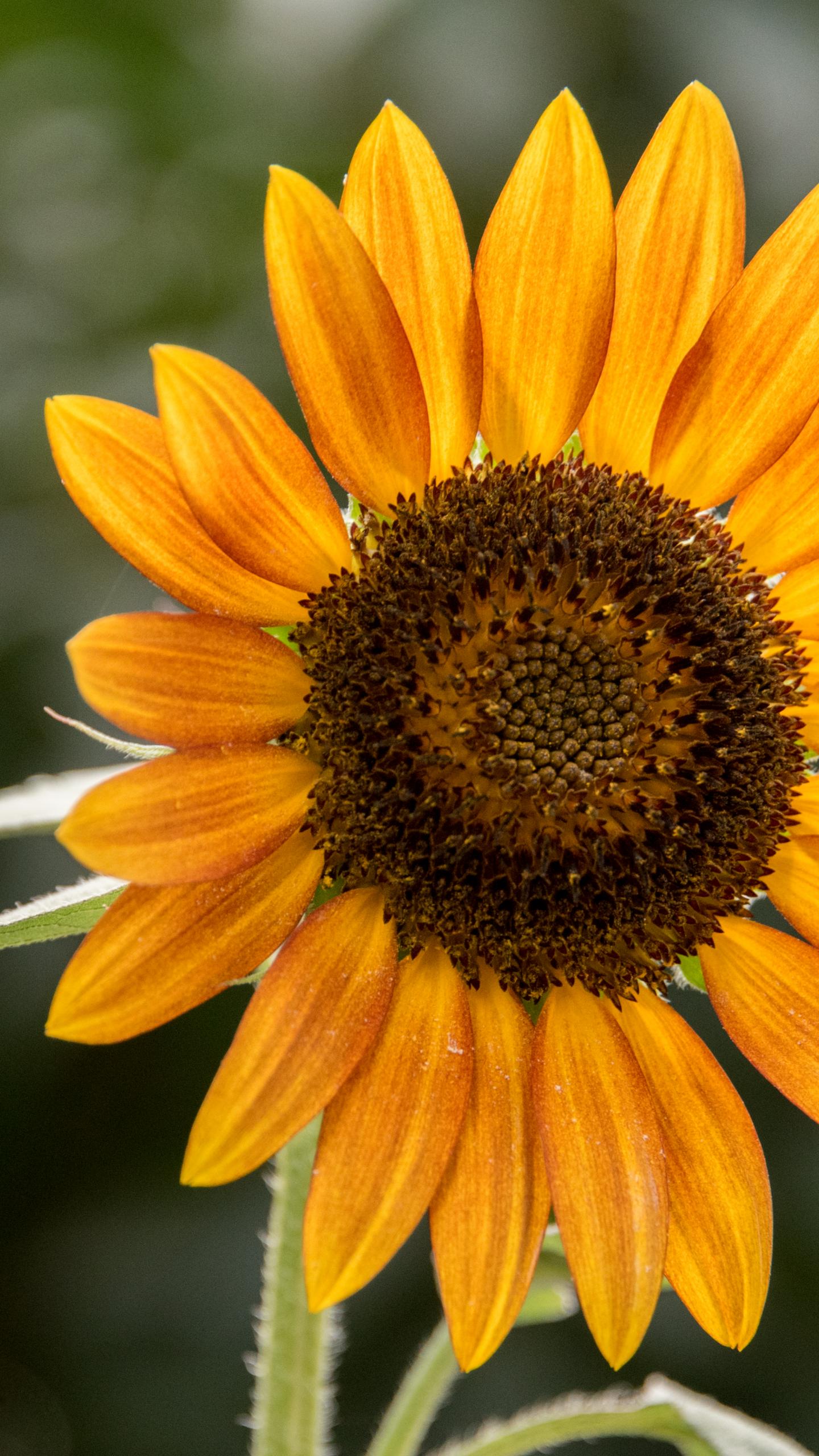 Sunflower Flower Petals Plant Yellow Macro