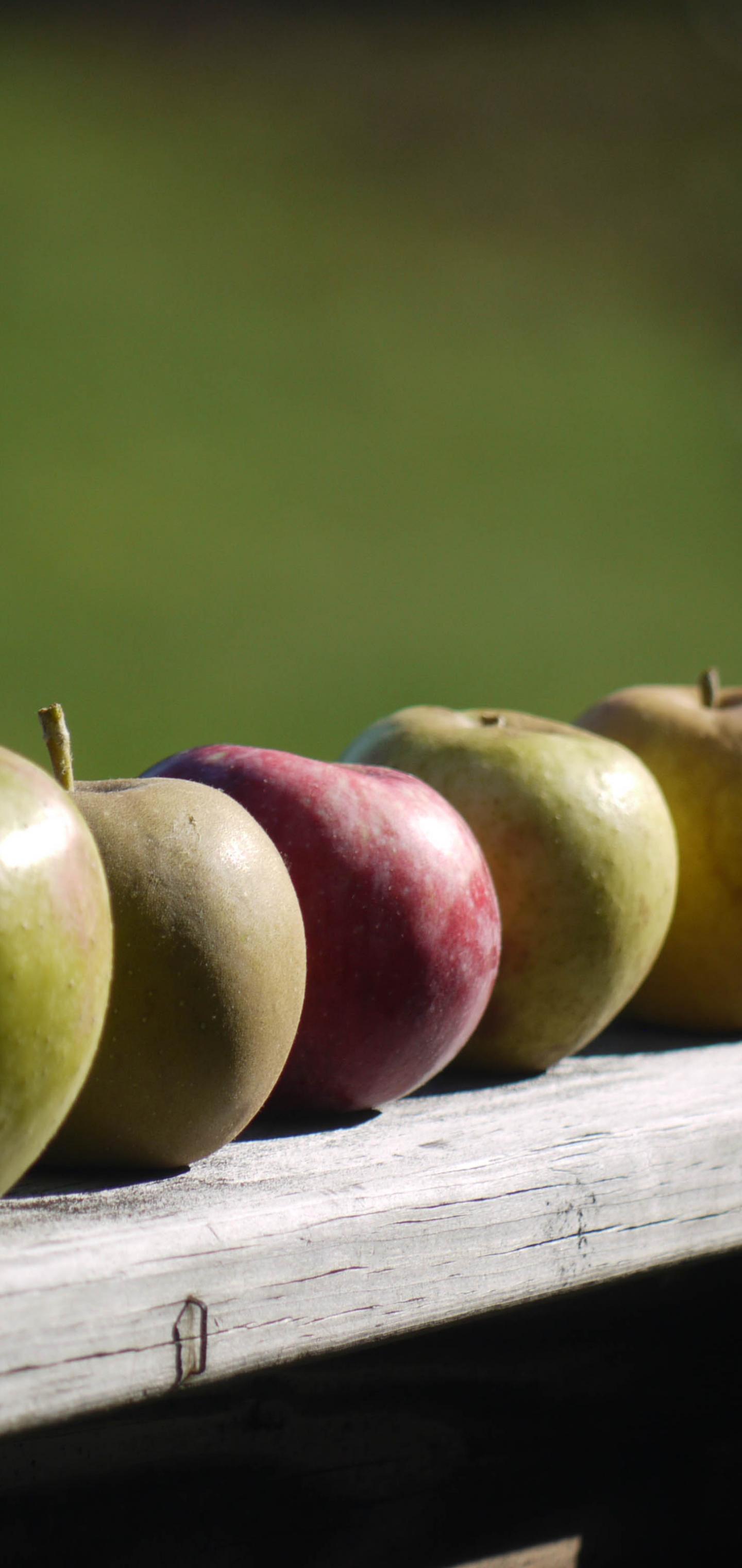 Apples Fruit Fresh Fence