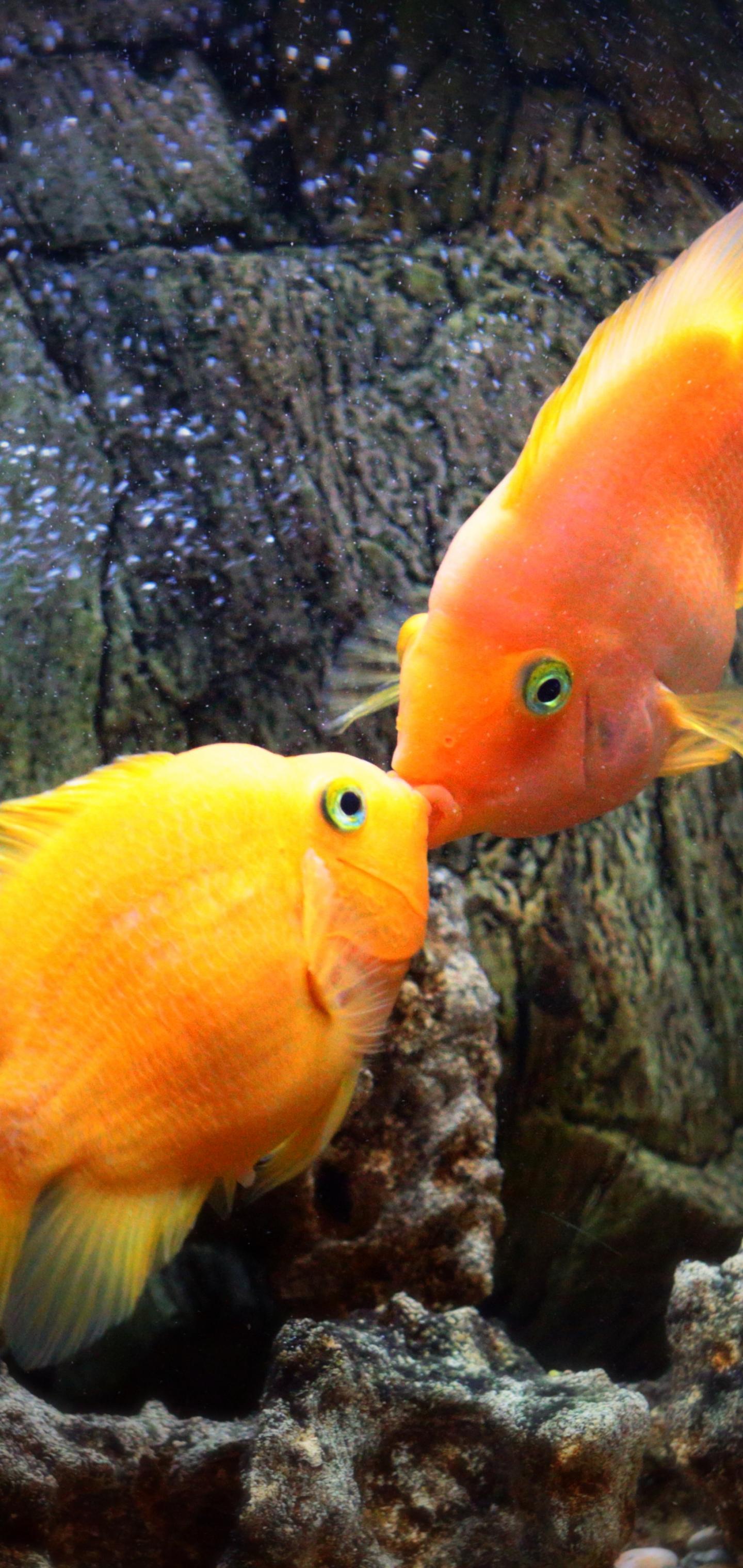 Fish Kiss Underwater Water