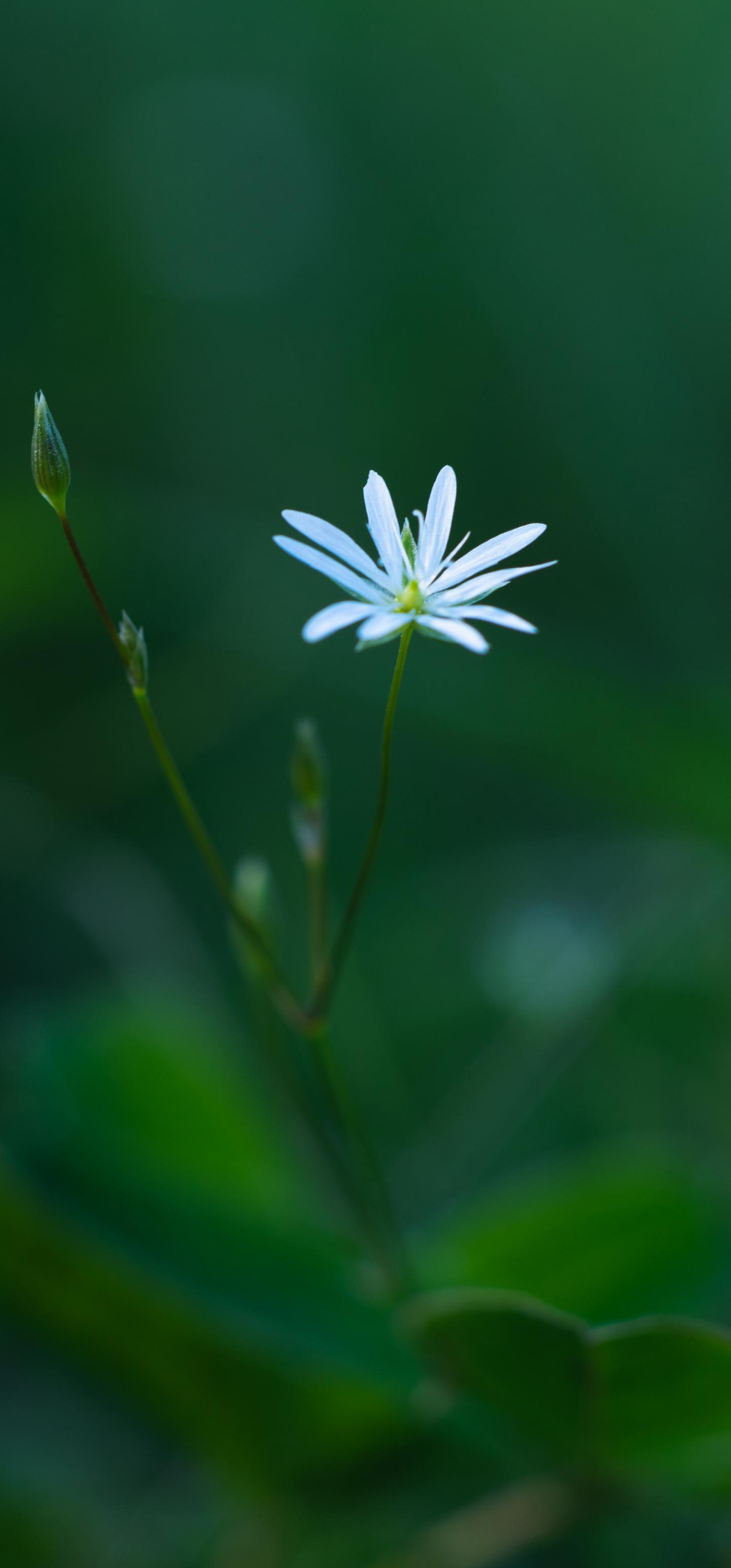 Flower Plant Blur Macro