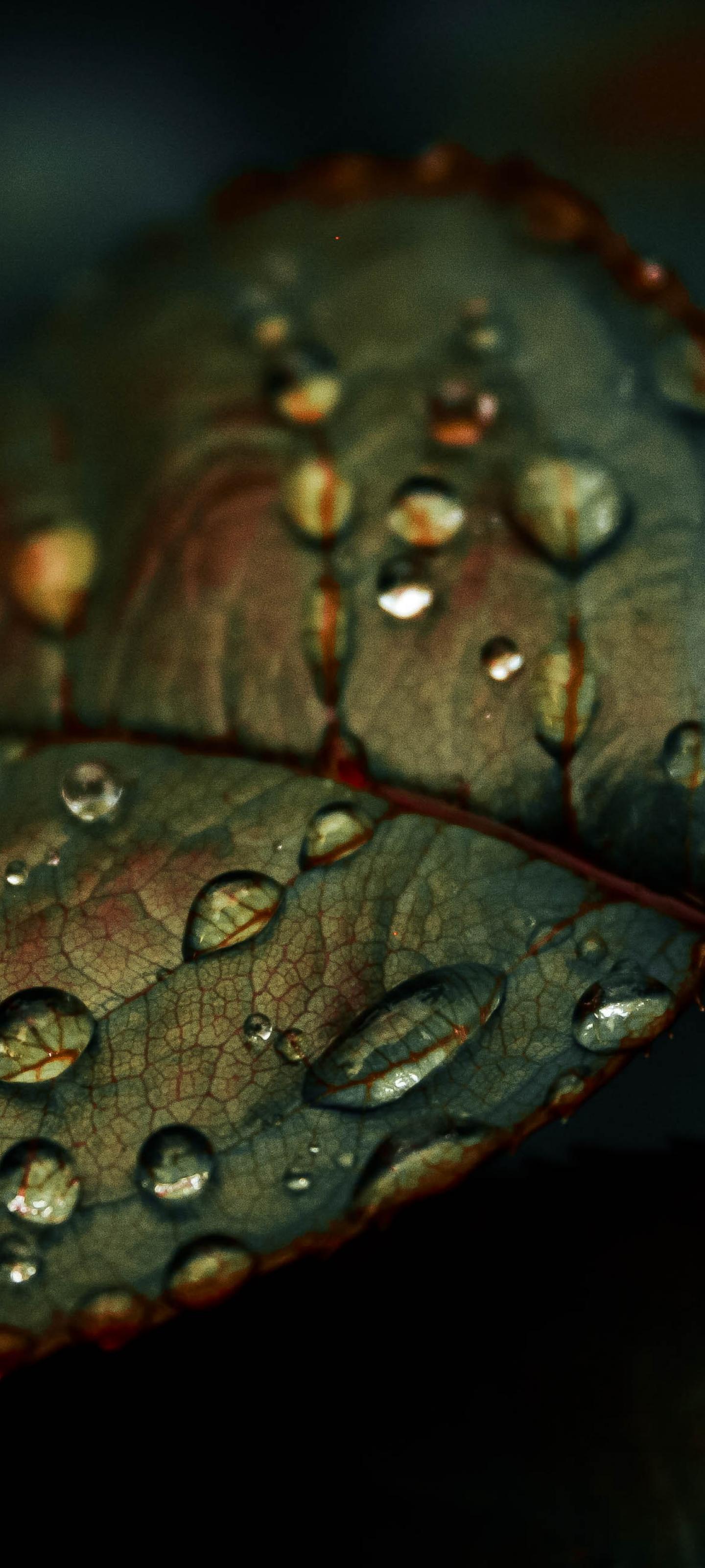 Leaf Drops Wet Macro Green