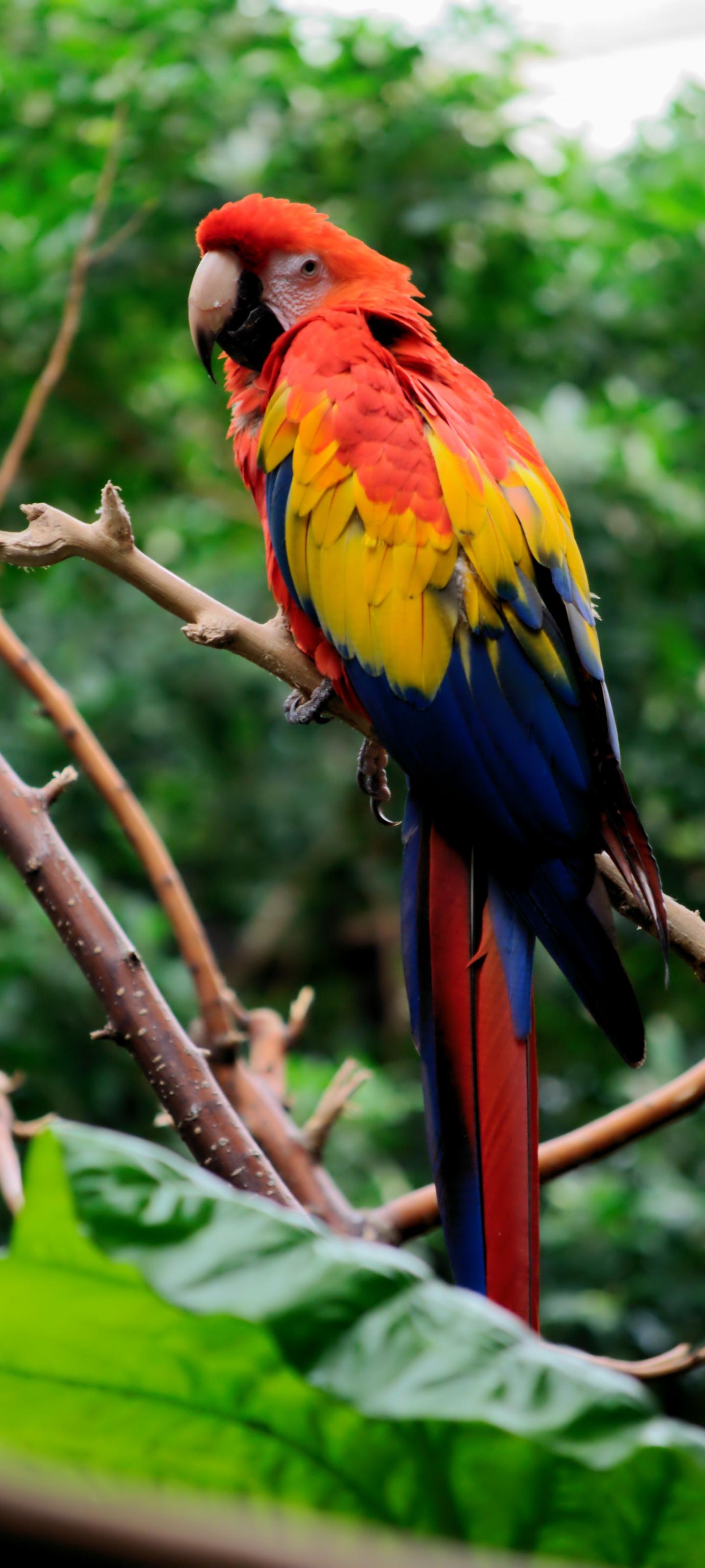 Parrot Bird Tree Branches Leaves