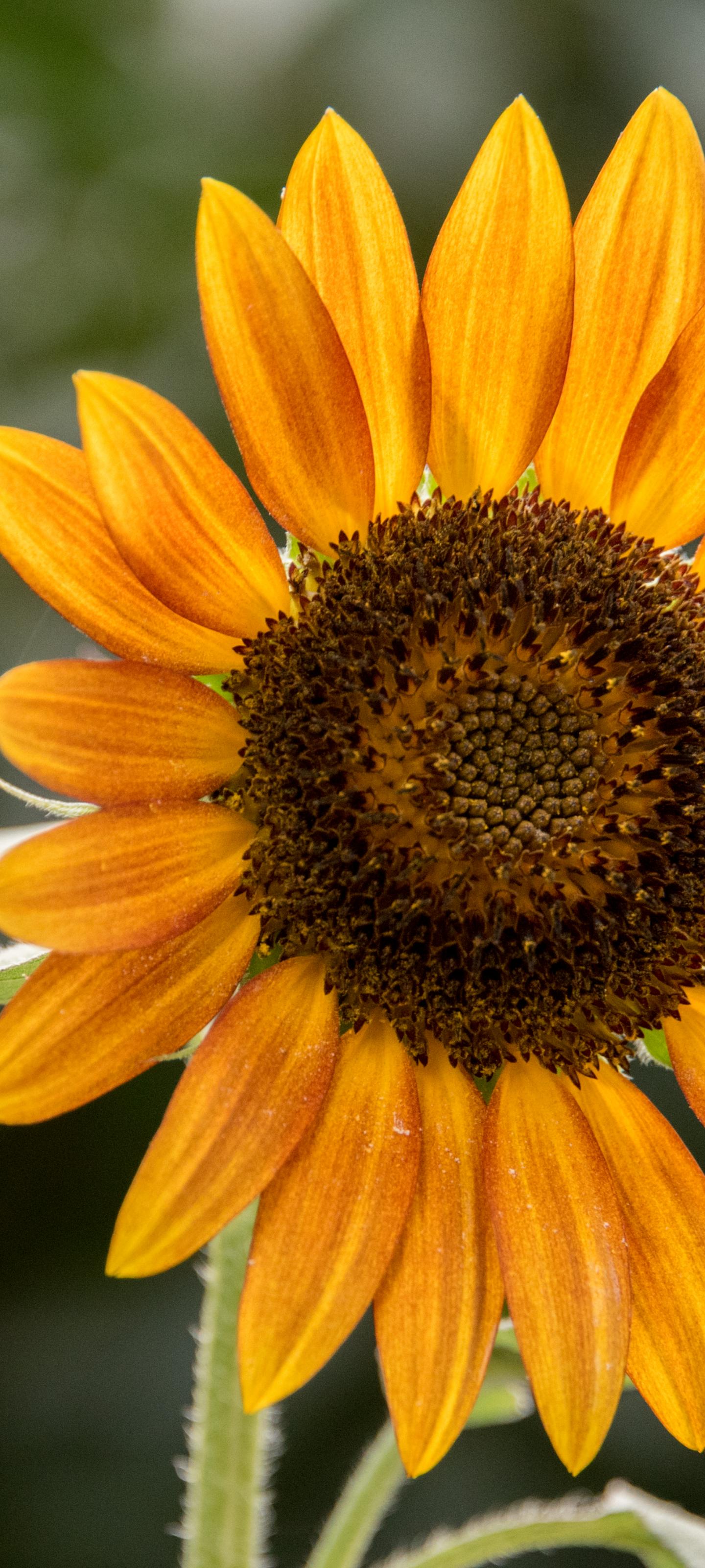 Sunflower Flower Petals Plant Yellow Macro
