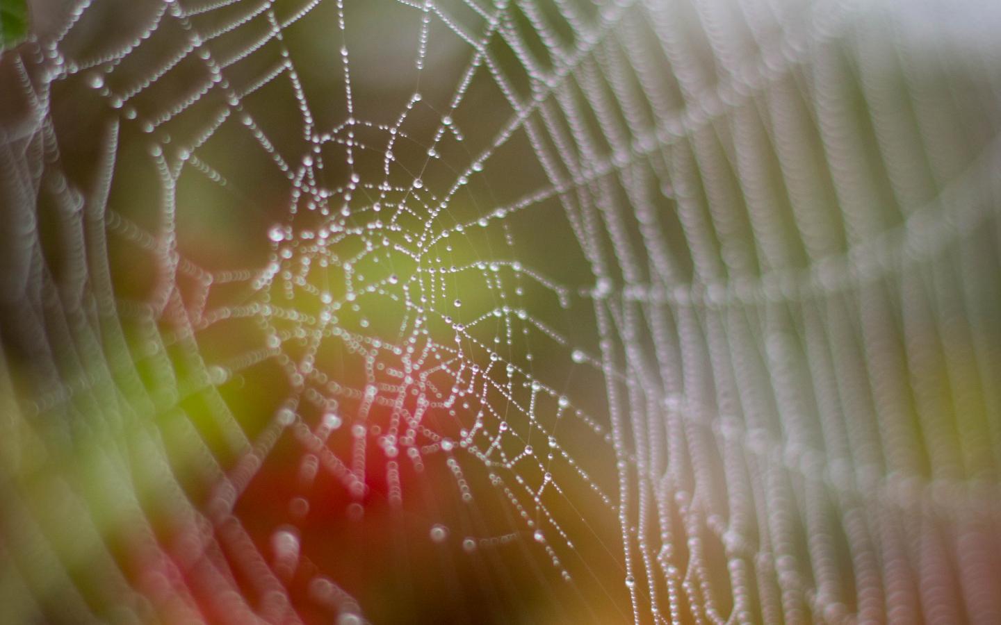 Cobweb Drops Dew Wet Macro