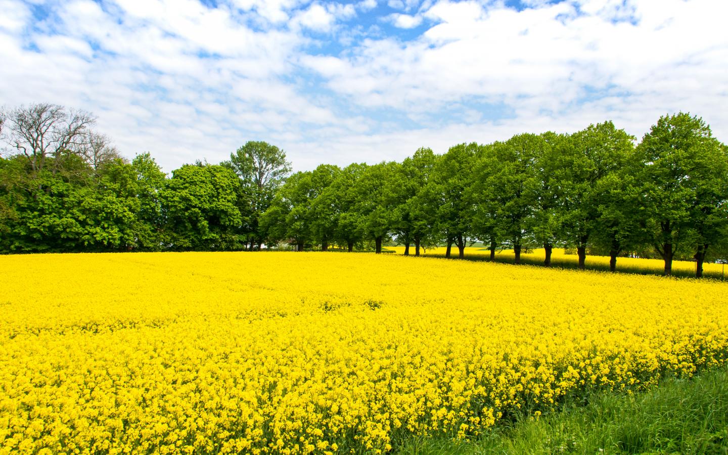 Field Flowers Yellow Trees Nature Landscape