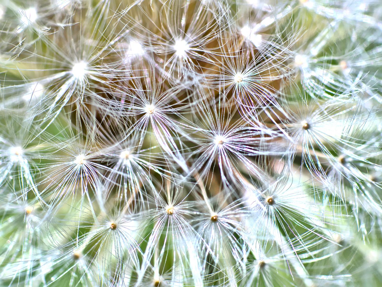 Cactus Plant Fluff Macro