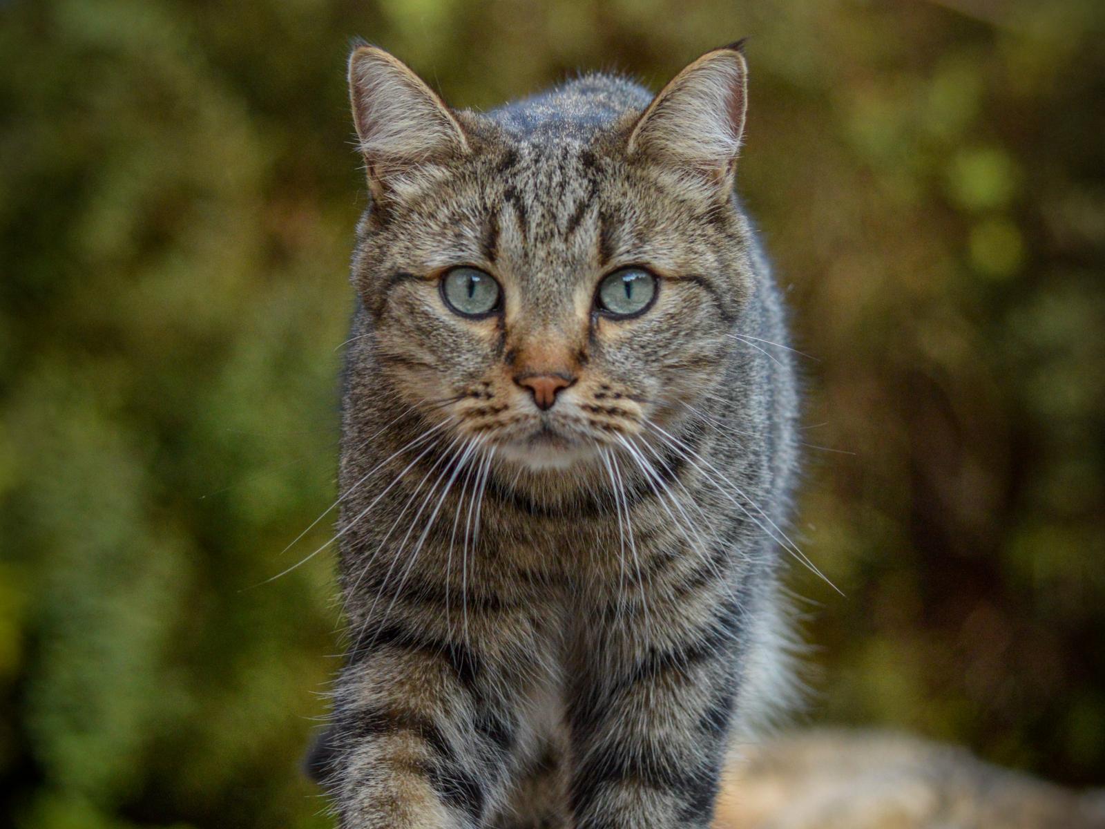 Cat Animal Glance Pet