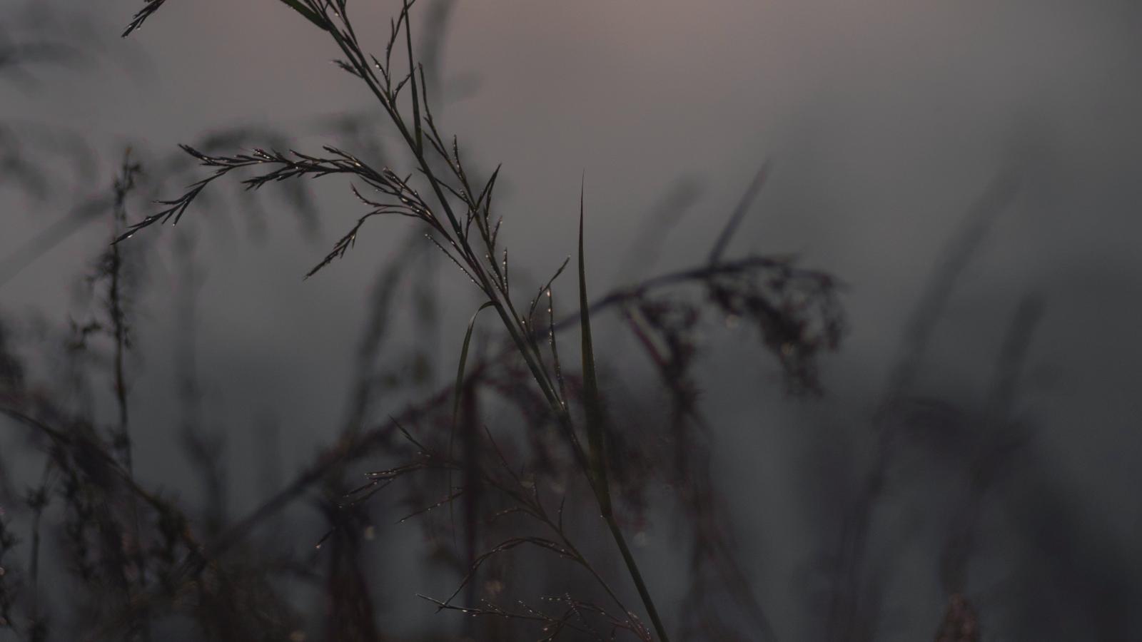 Grass Ears Dusk Macro