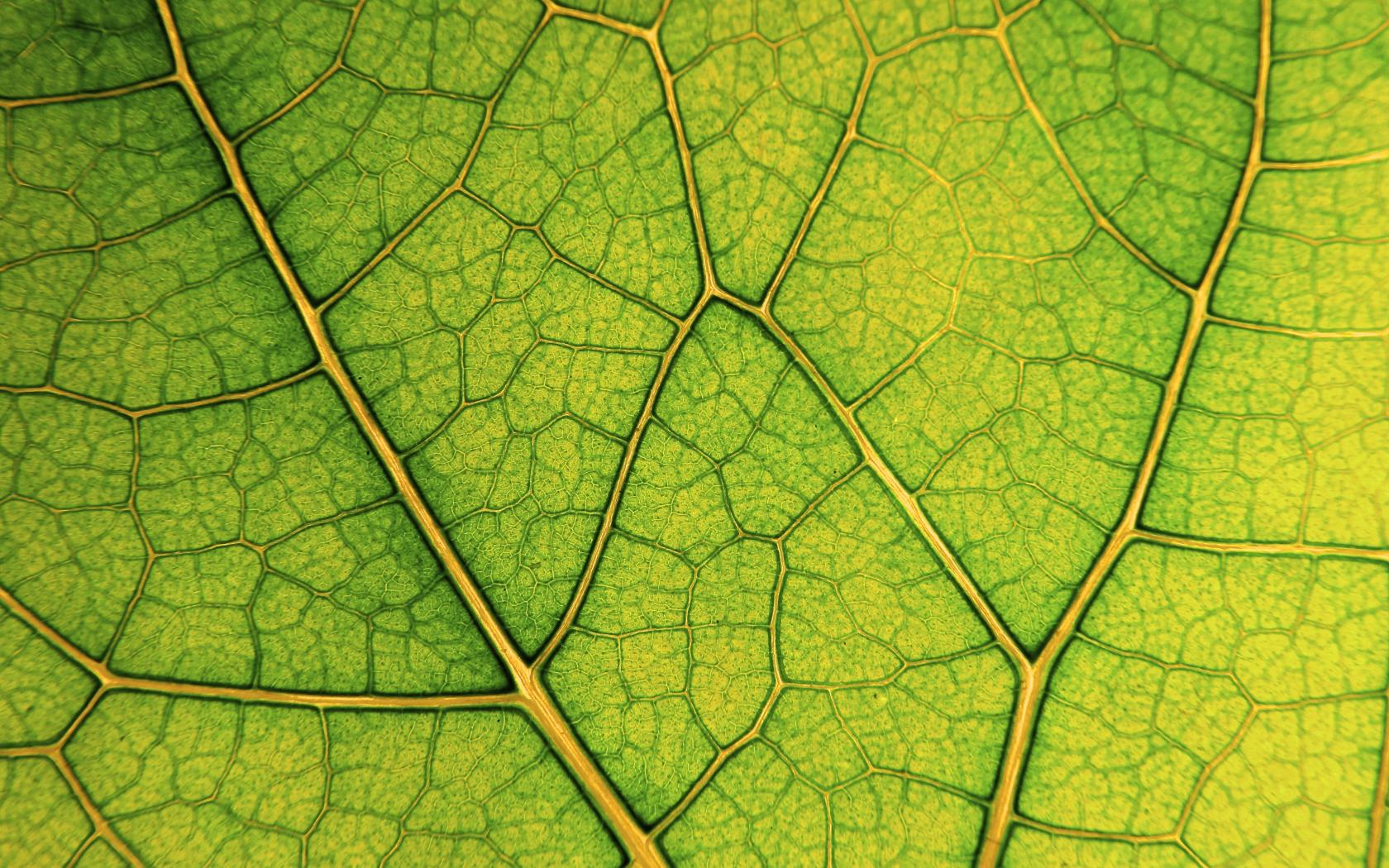 Leaf Lines Veins Macro Green
