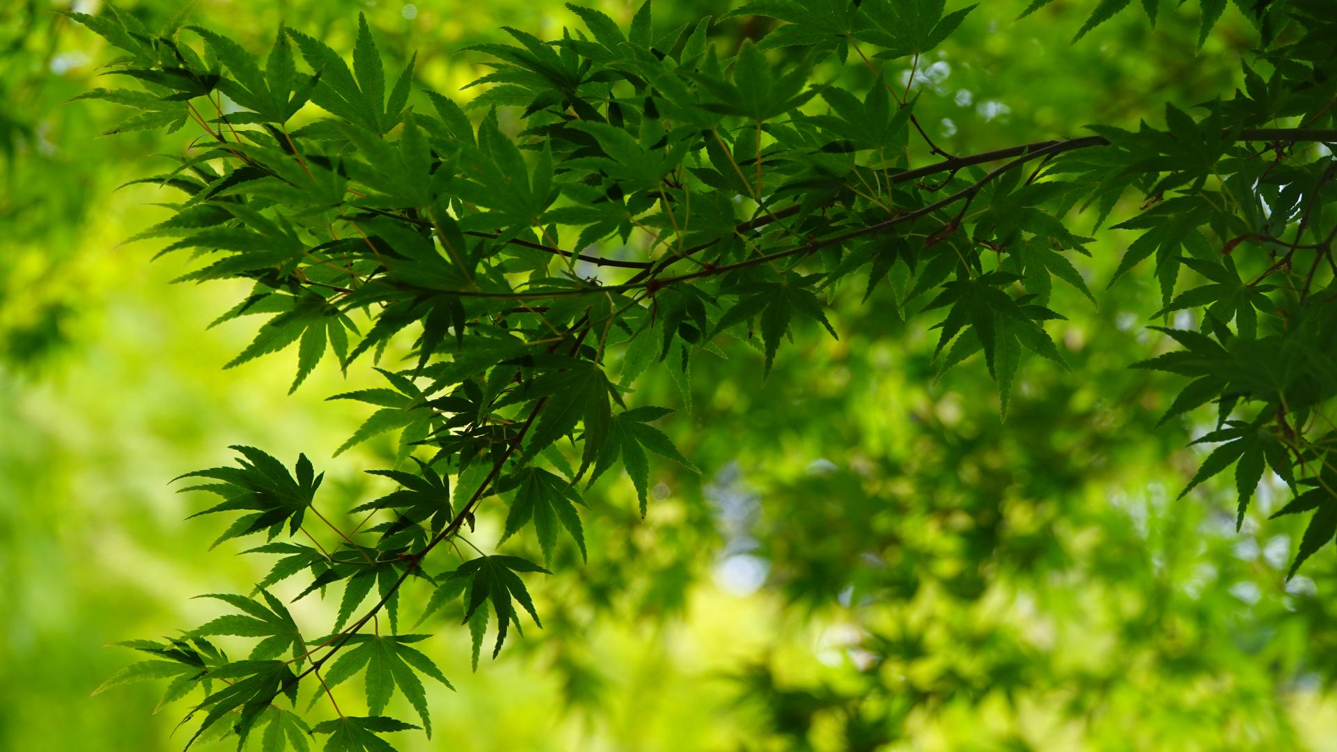 Tree Leaves Green Macro