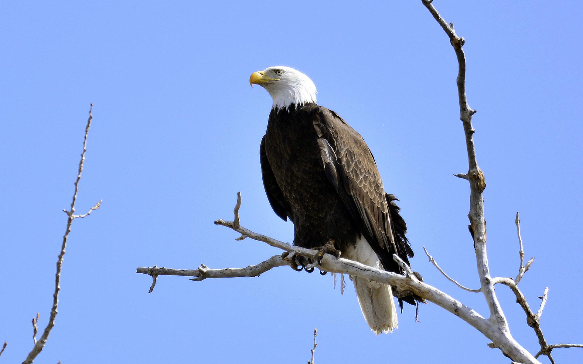 Eagle Bird Branches Tree Watching Wildlife