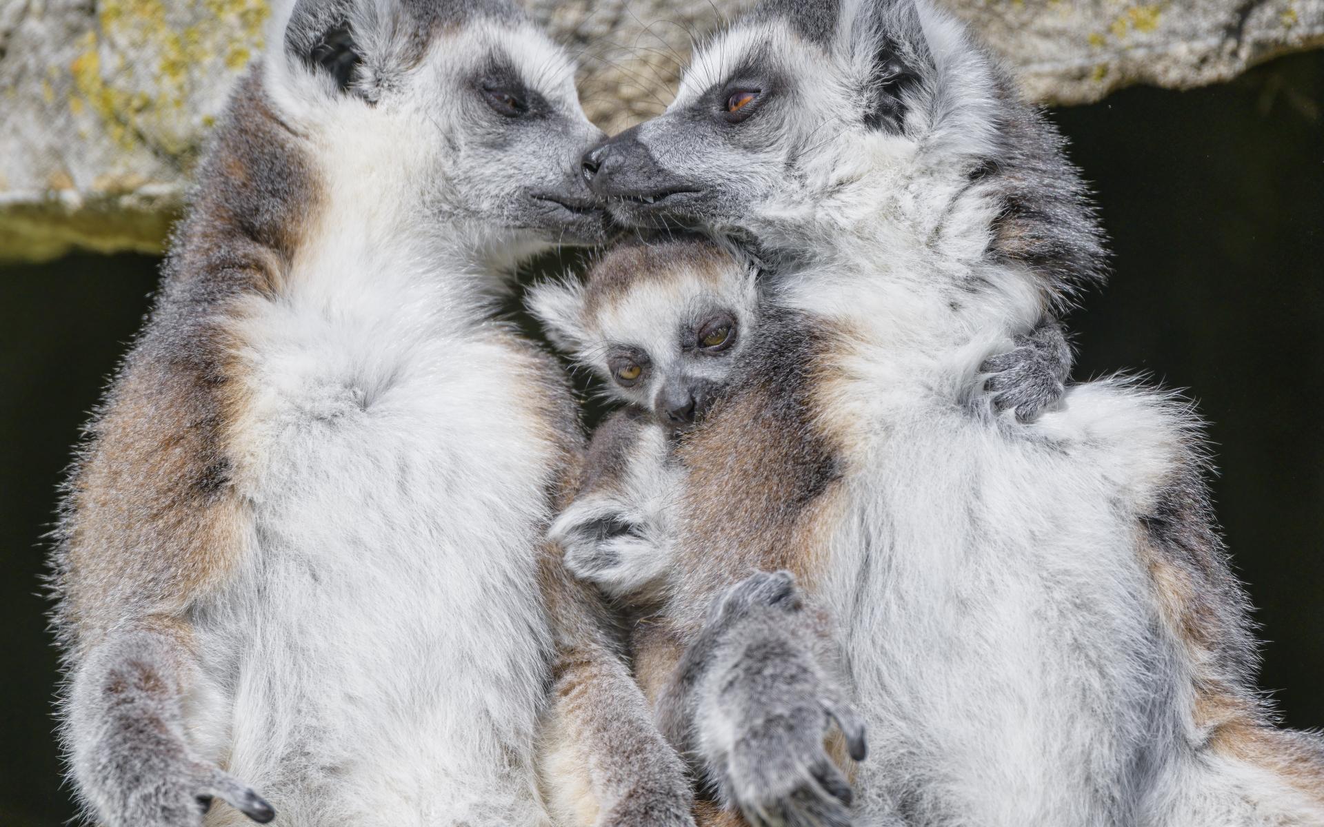 Lemurs Animals Family Love