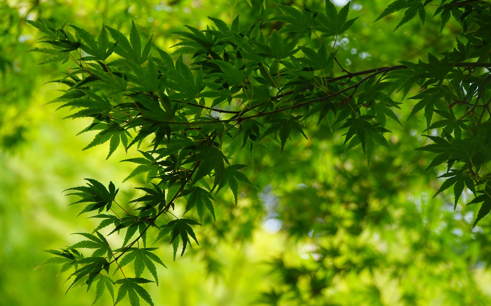 Tree Leaves Green Macro