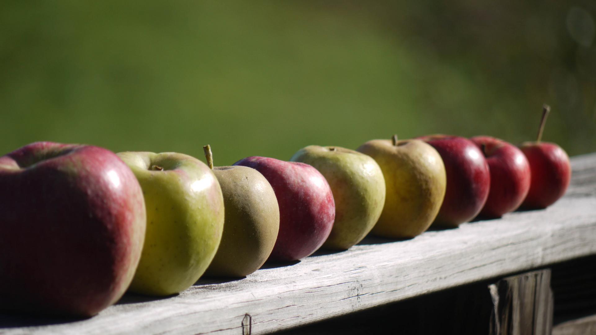 Apples Fruit Fresh Fence