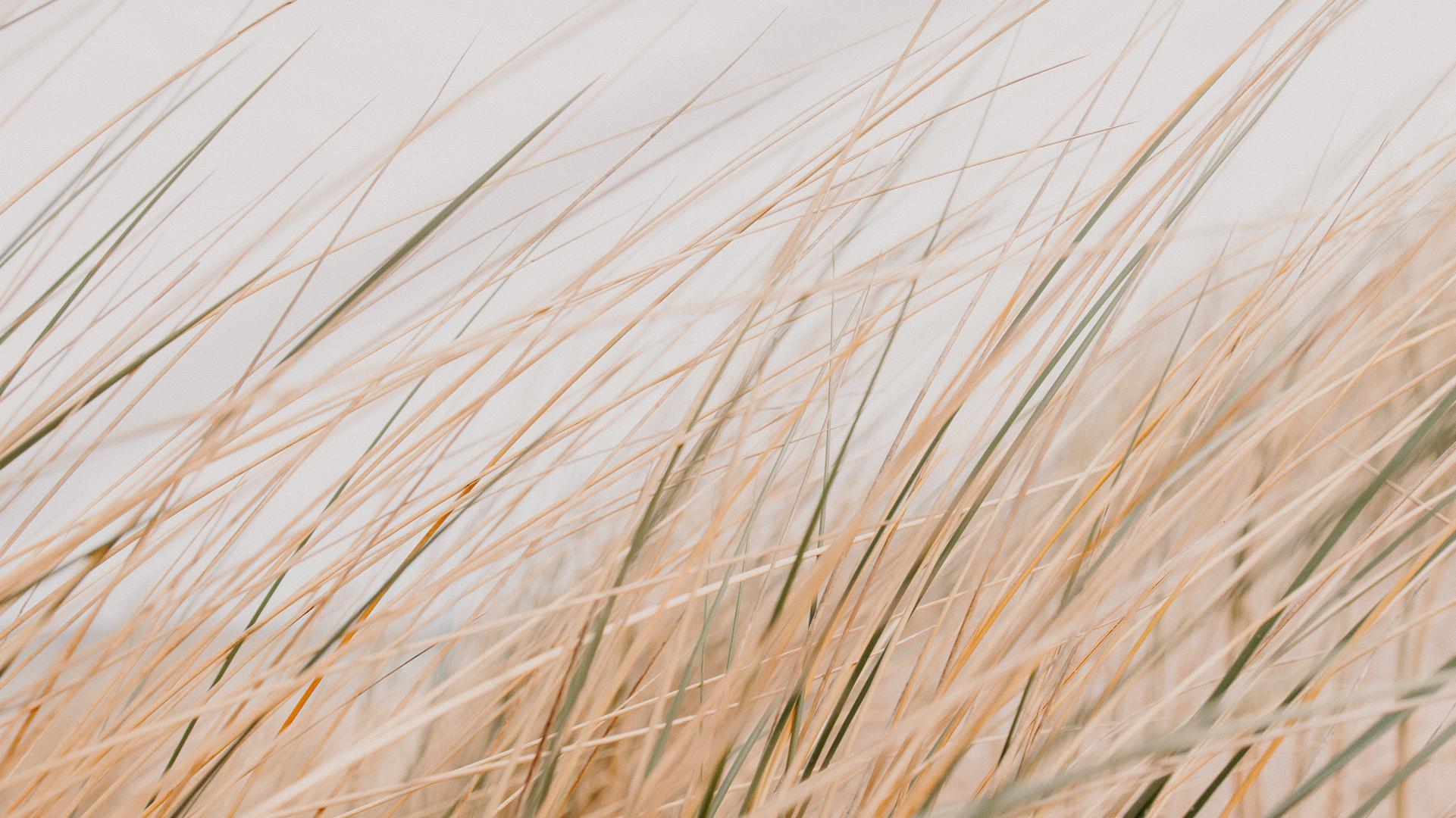 Grass Field Desert Macro