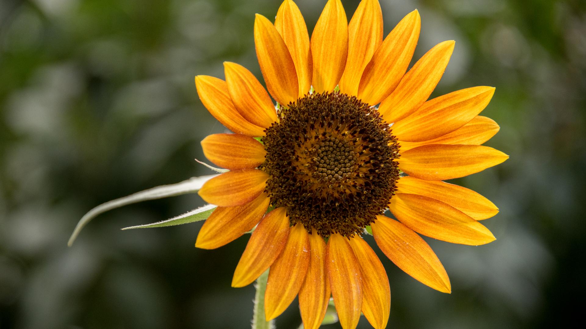 Sunflower Flower Petals Plant Yellow Macro