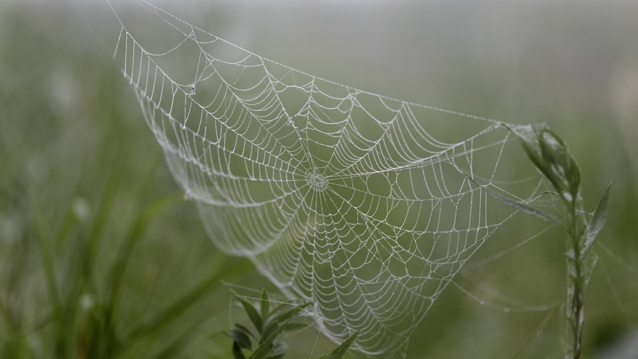 Cobweb Drops Plants Macro