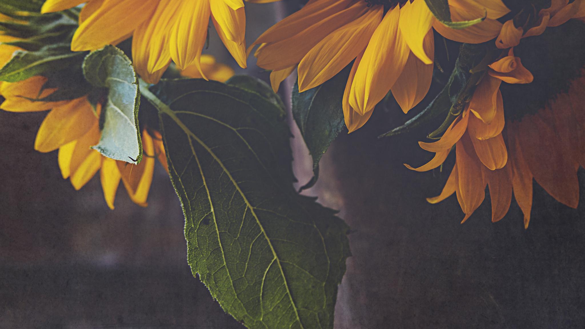Sunflowers Flowers Bouquet Floristry