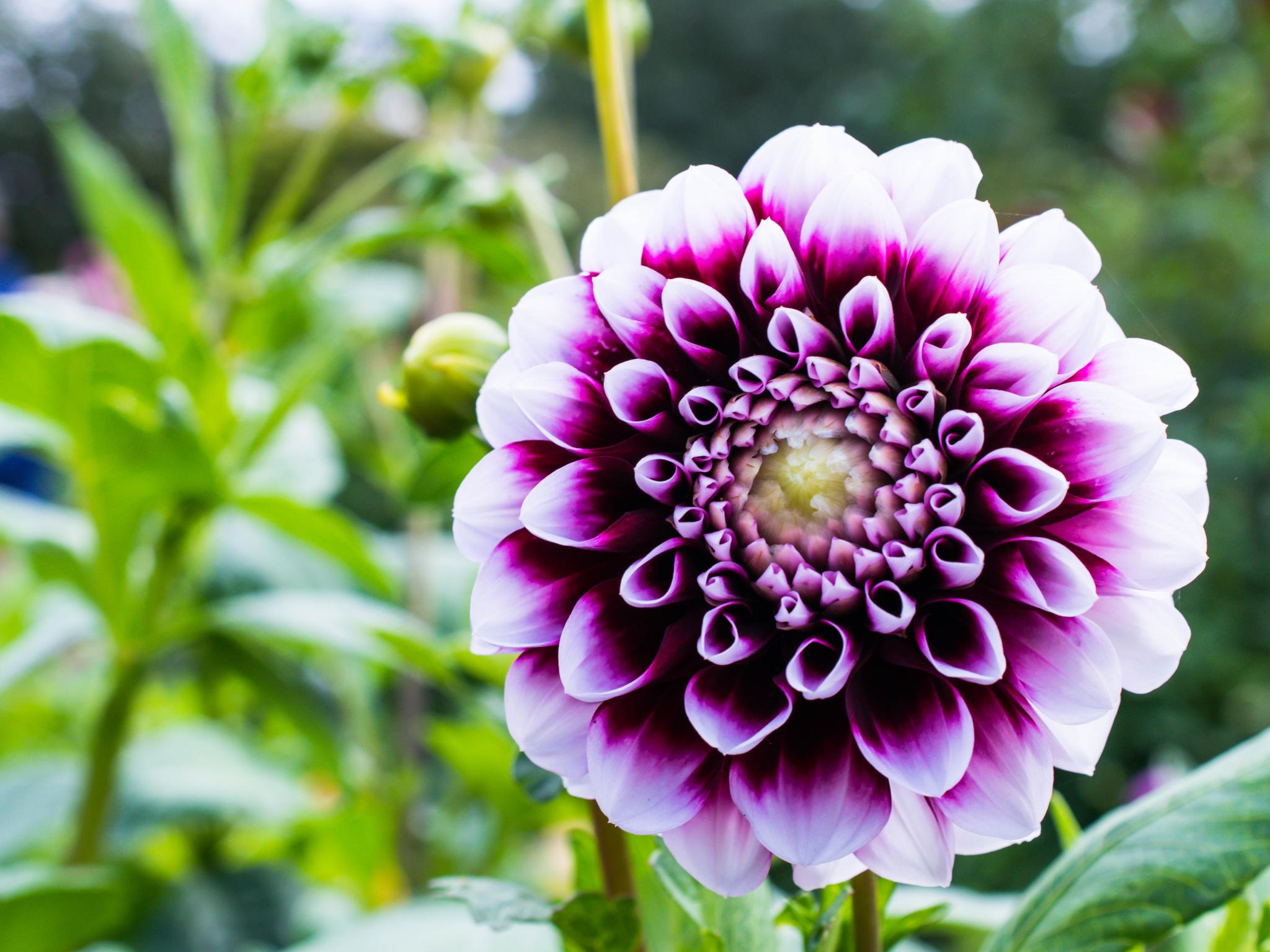 Dahlia Flower Petals Purple Macro