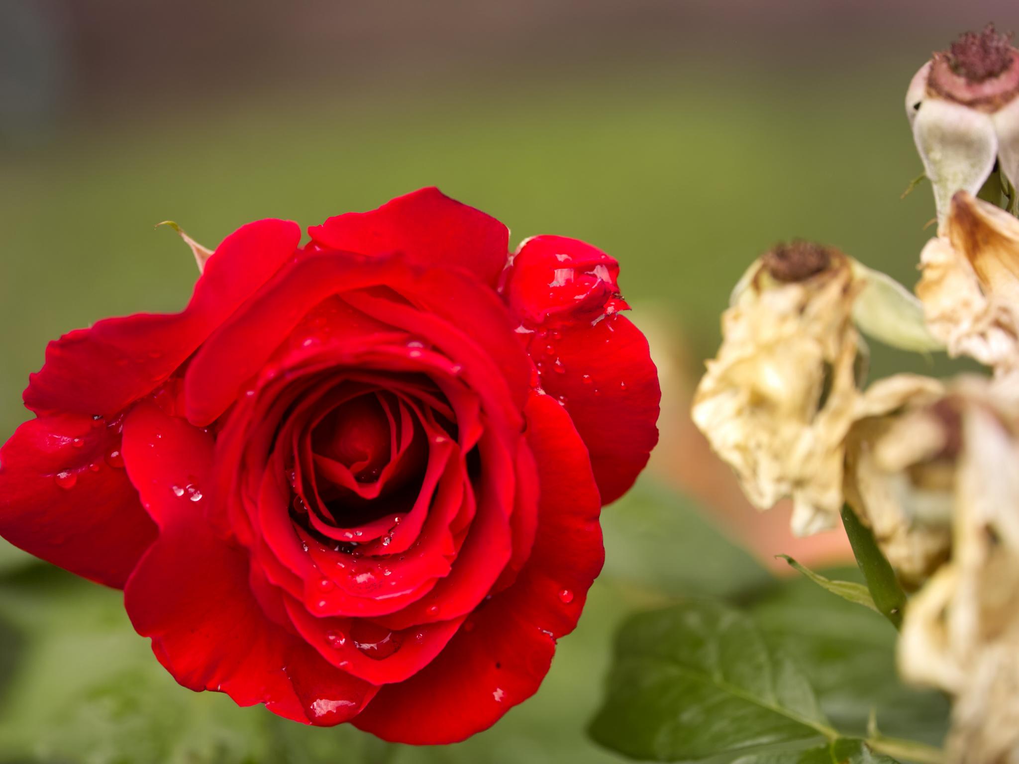 Rose Flower Petals Plant Macro