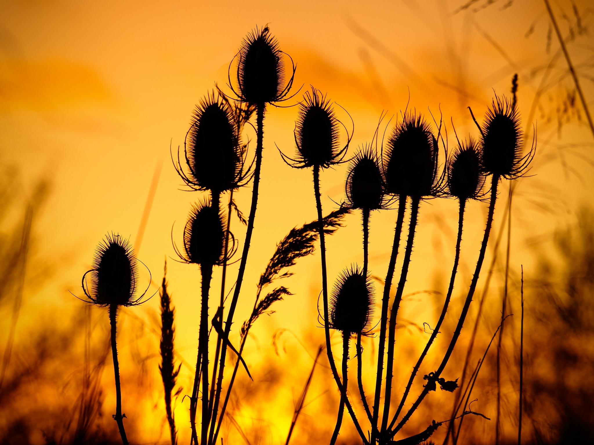 Thistle Silhouettes Sunset Dark