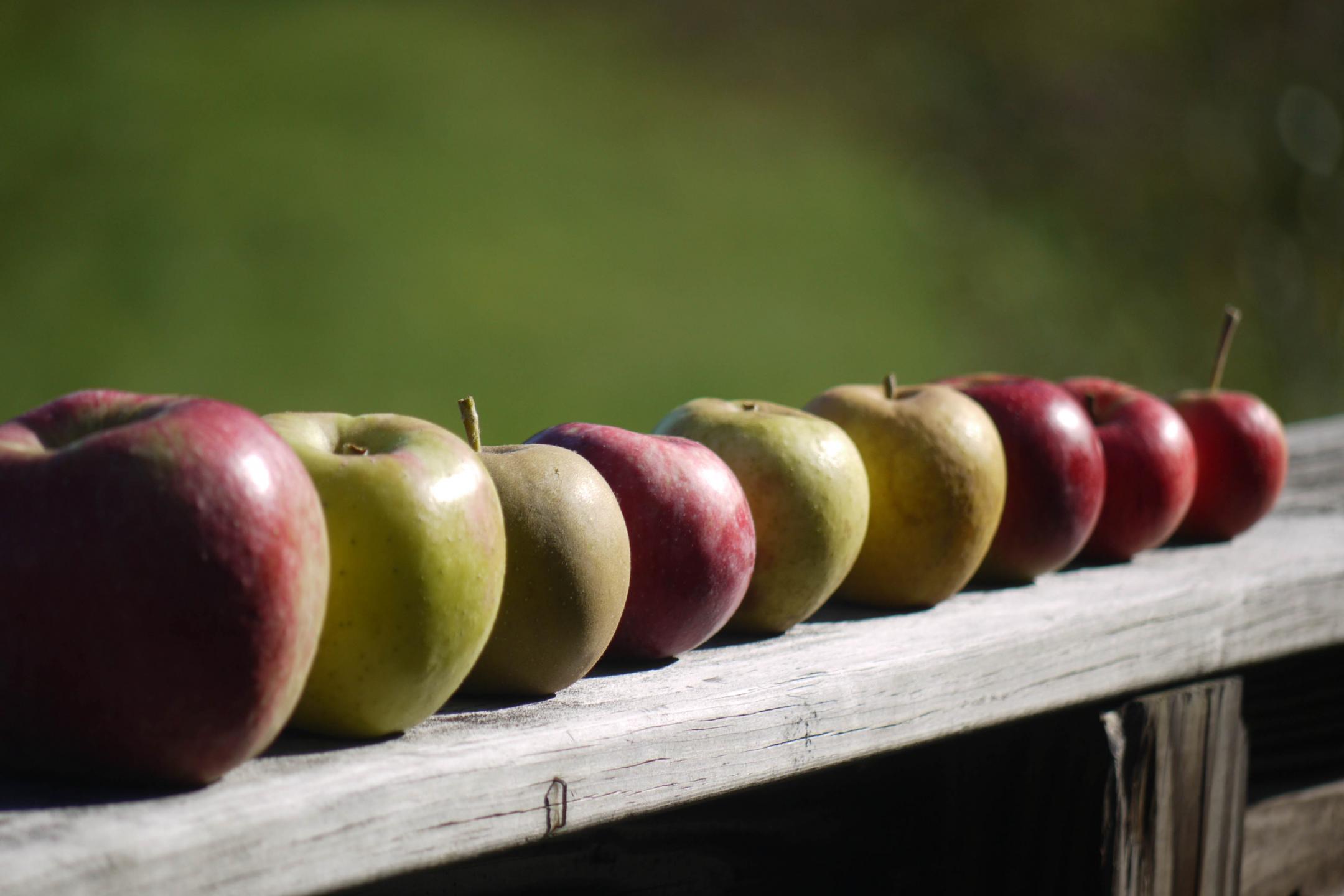 Apples Fruit Fresh Fence