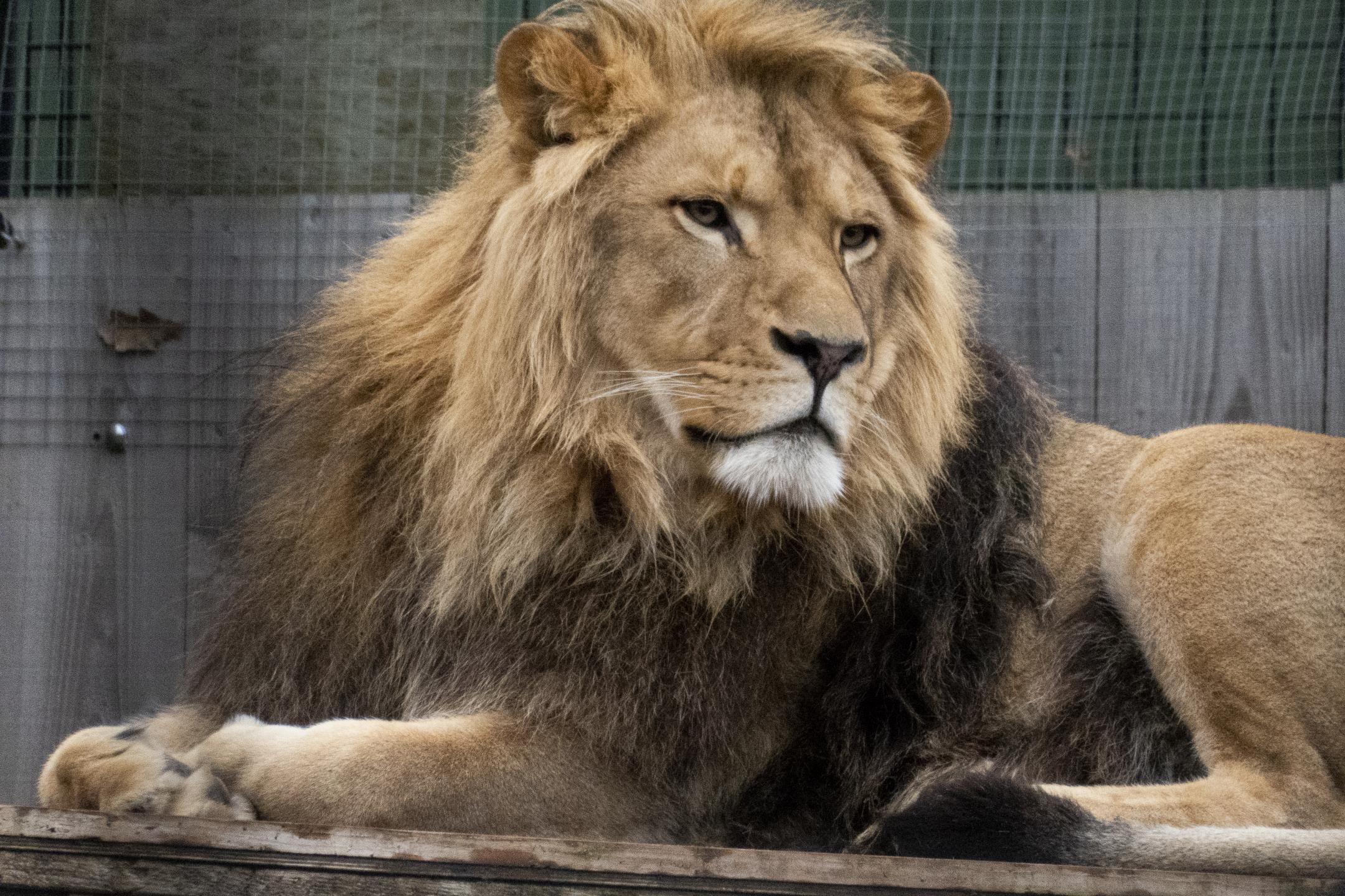 Lion Predator Glance Big-cat