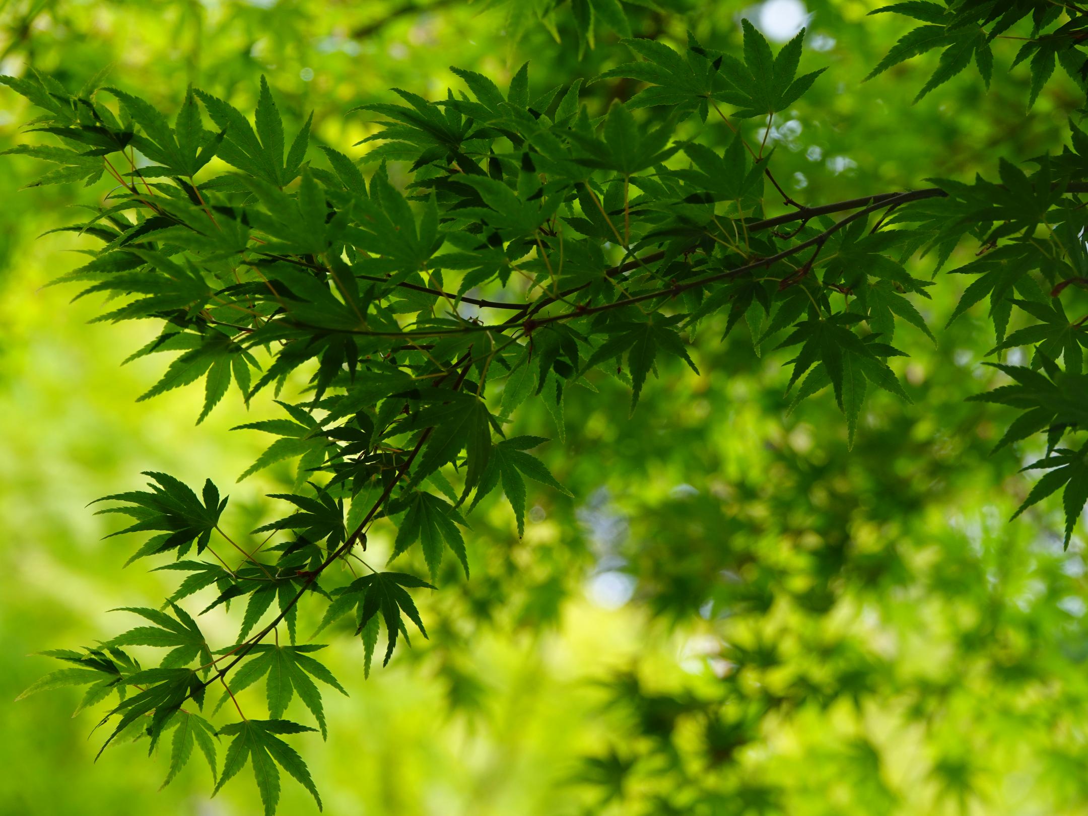 Tree Leaves Green Macro