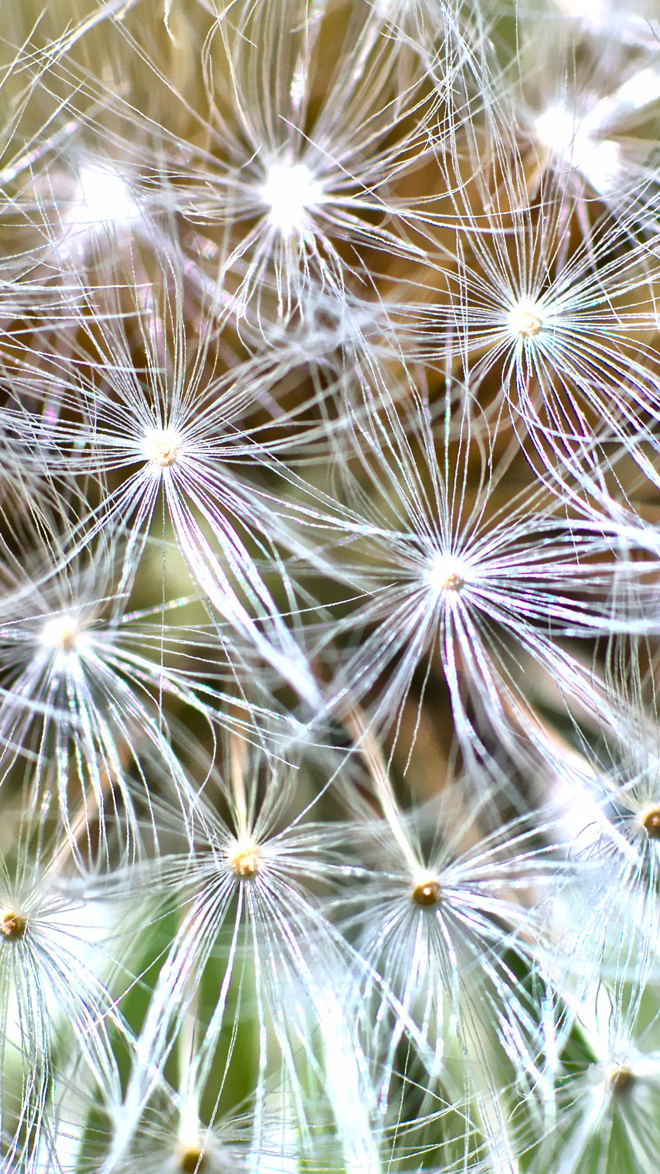 Cactus Plant Fluff Macro