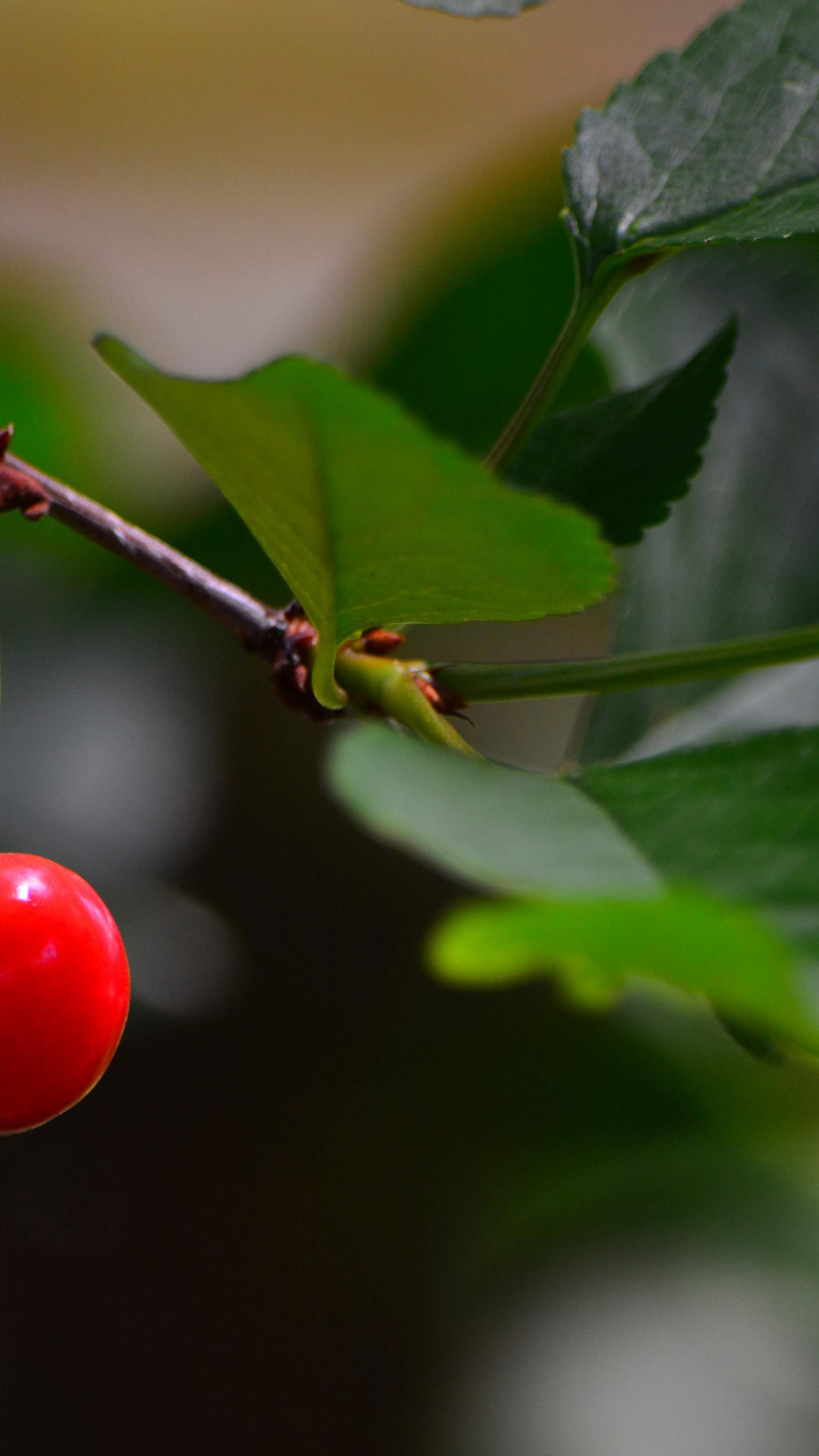Cherry Berry Leaves Branch Macro