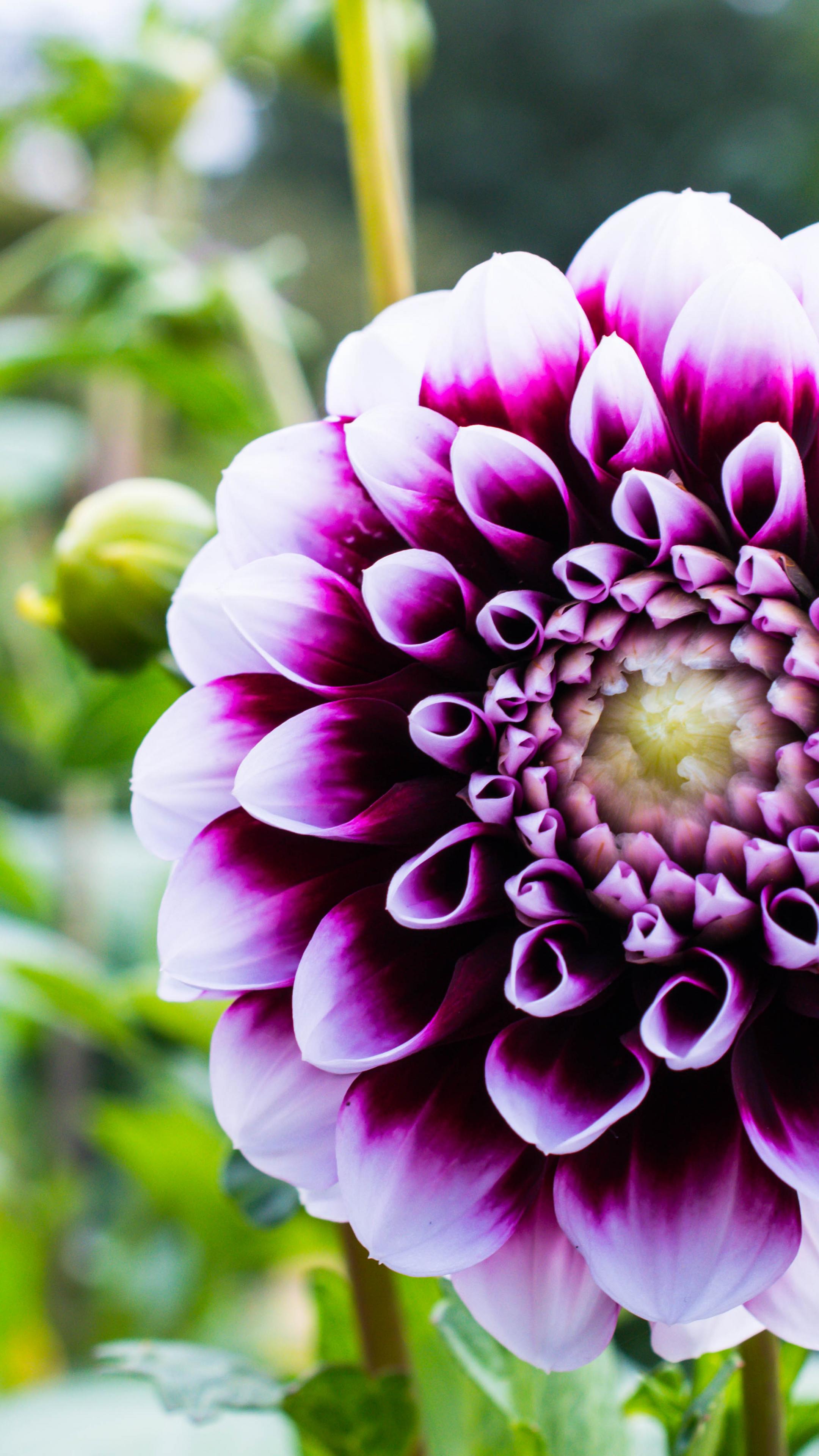 Dahlia Flower Petals Purple Macro