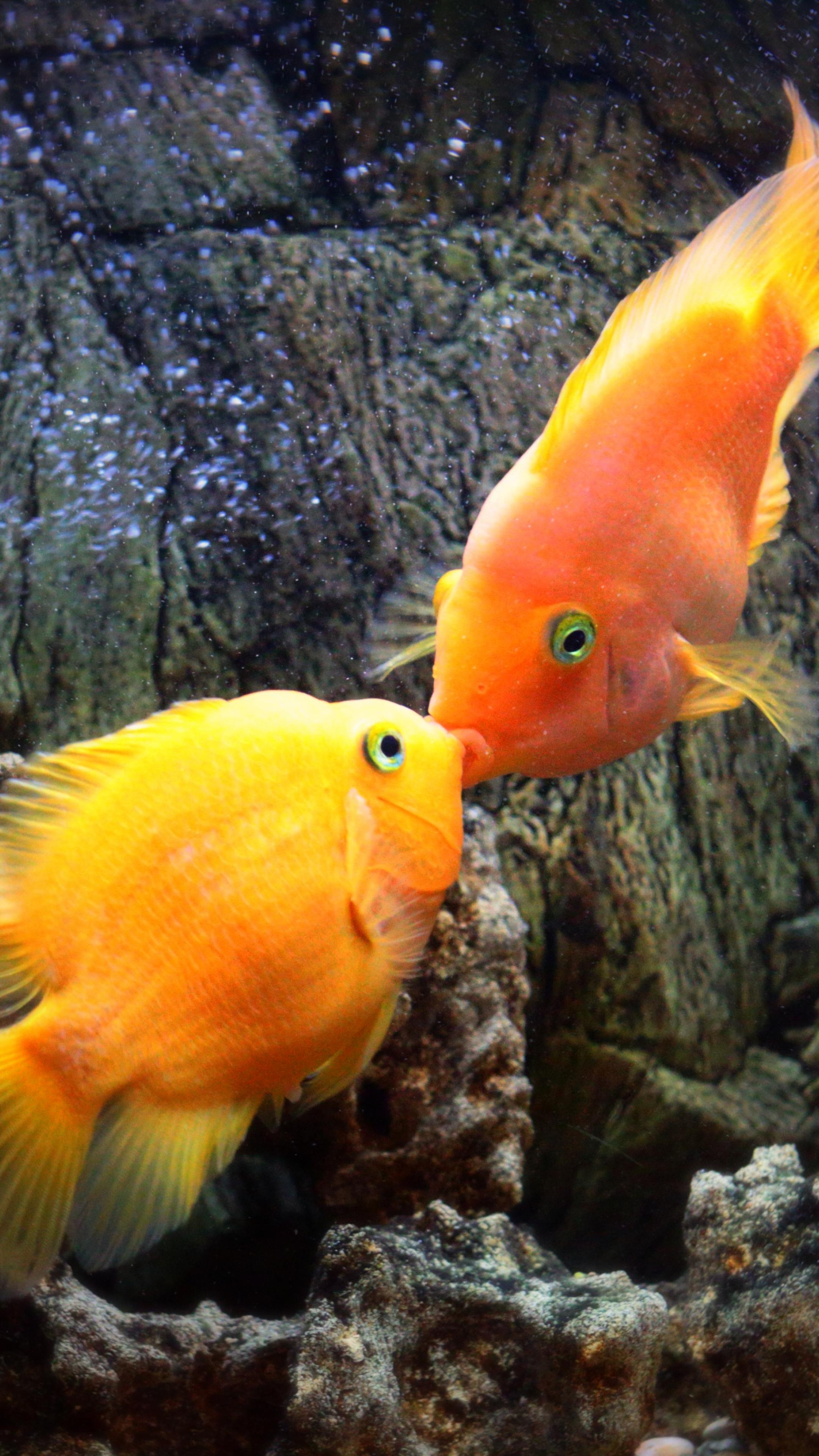 Fish Kiss Underwater Water