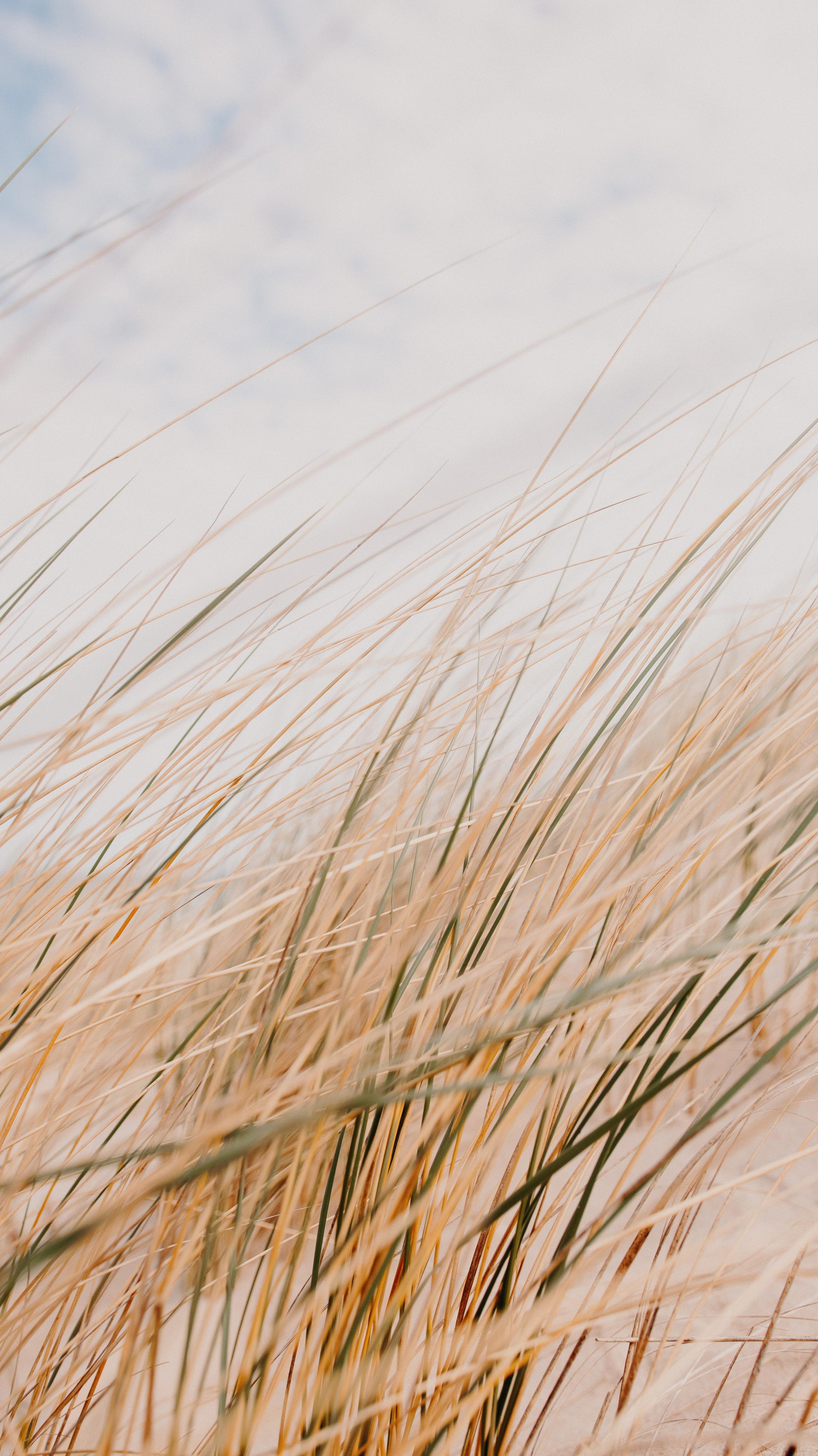 Grass Field Desert Macro
