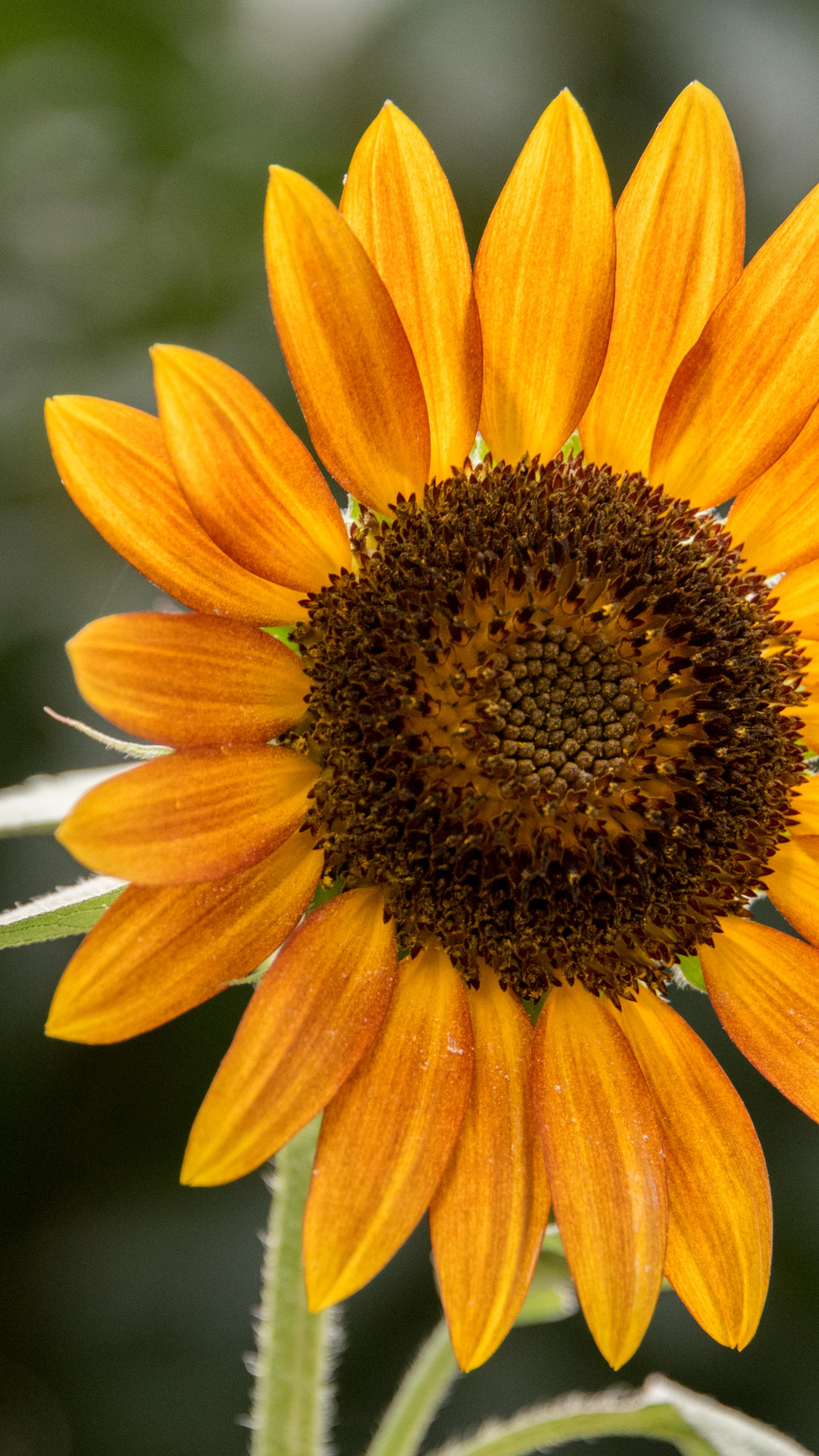 Sunflower Flower Petals Plant Yellow Macro