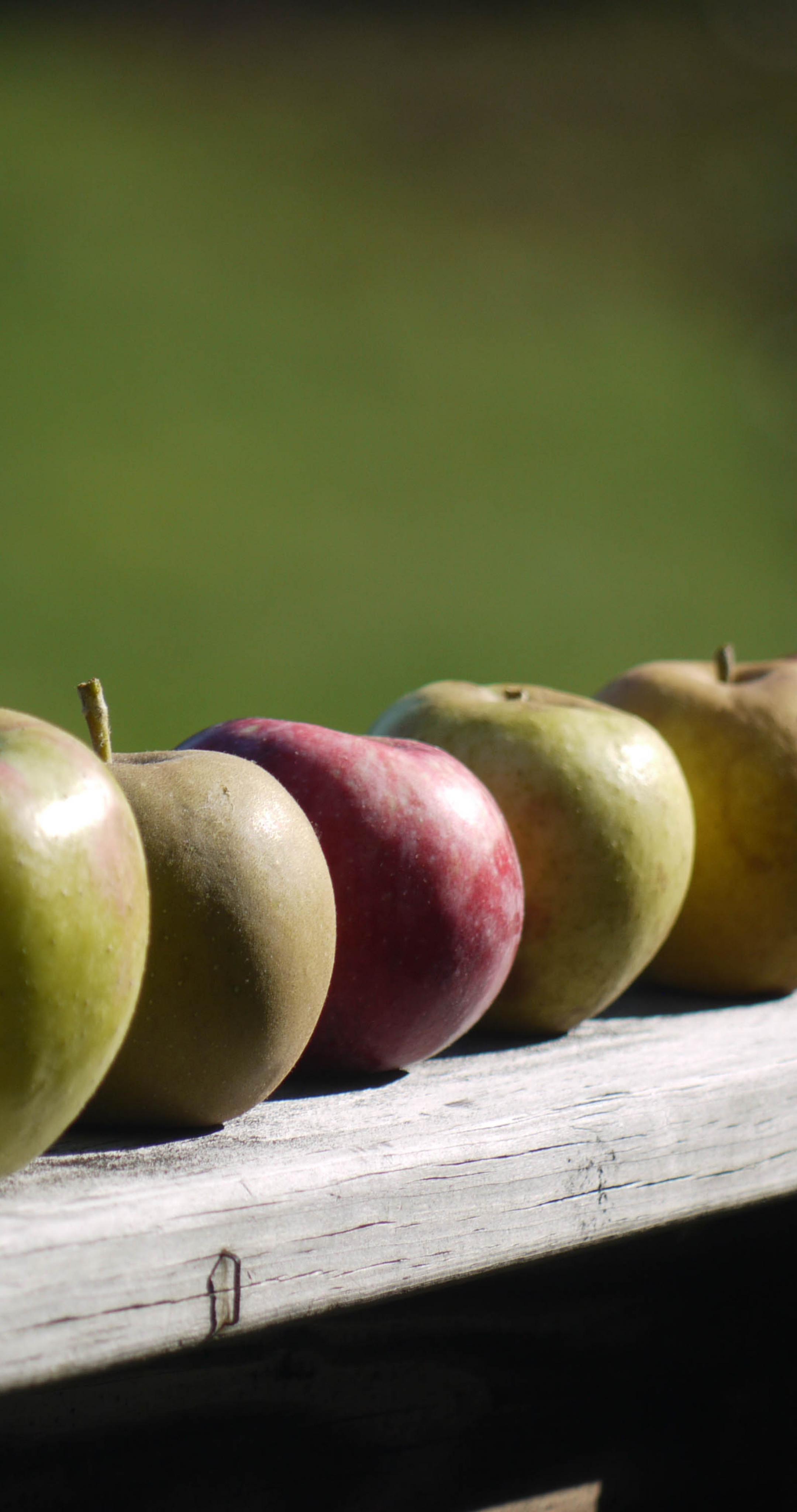 Apples Fruit Fresh Fence