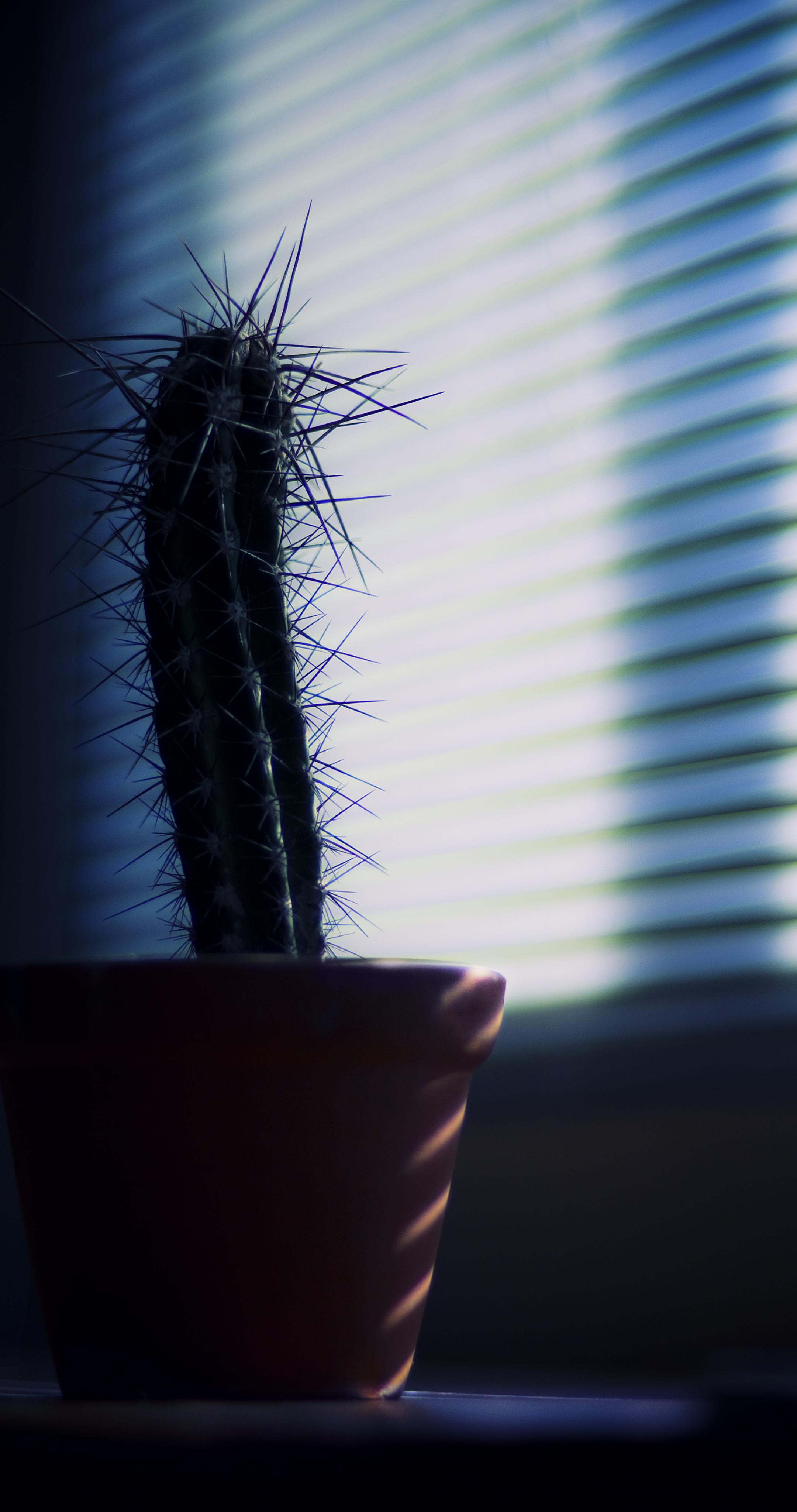 Cactus Needles Plant Pot Shadow Dark