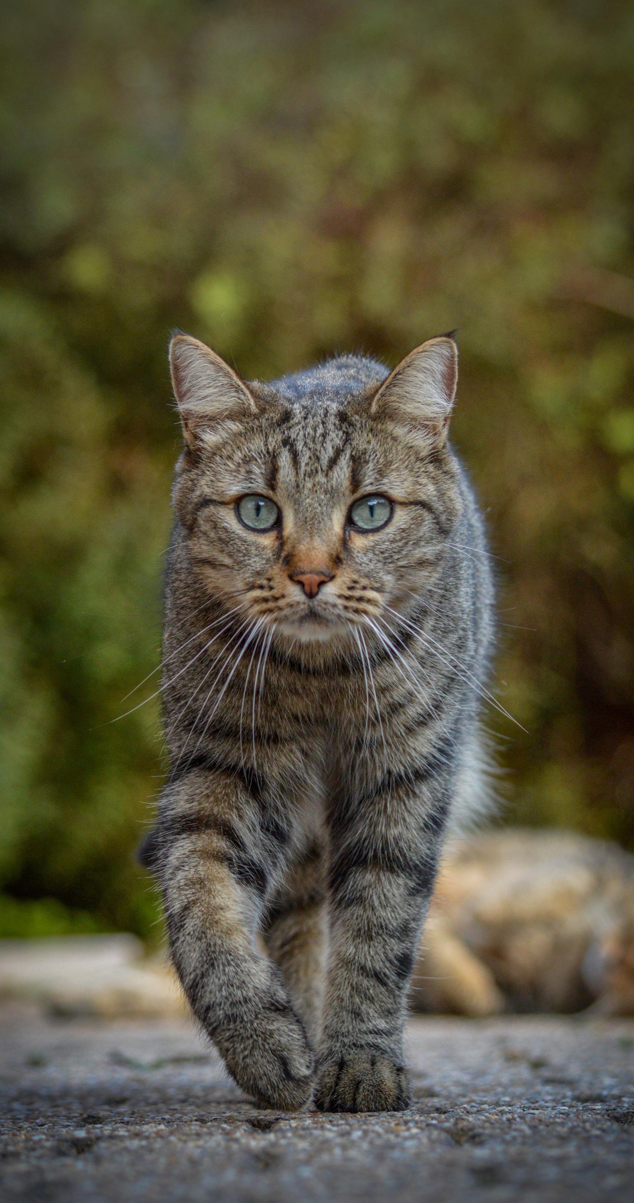 Cat Animal Glance Pet