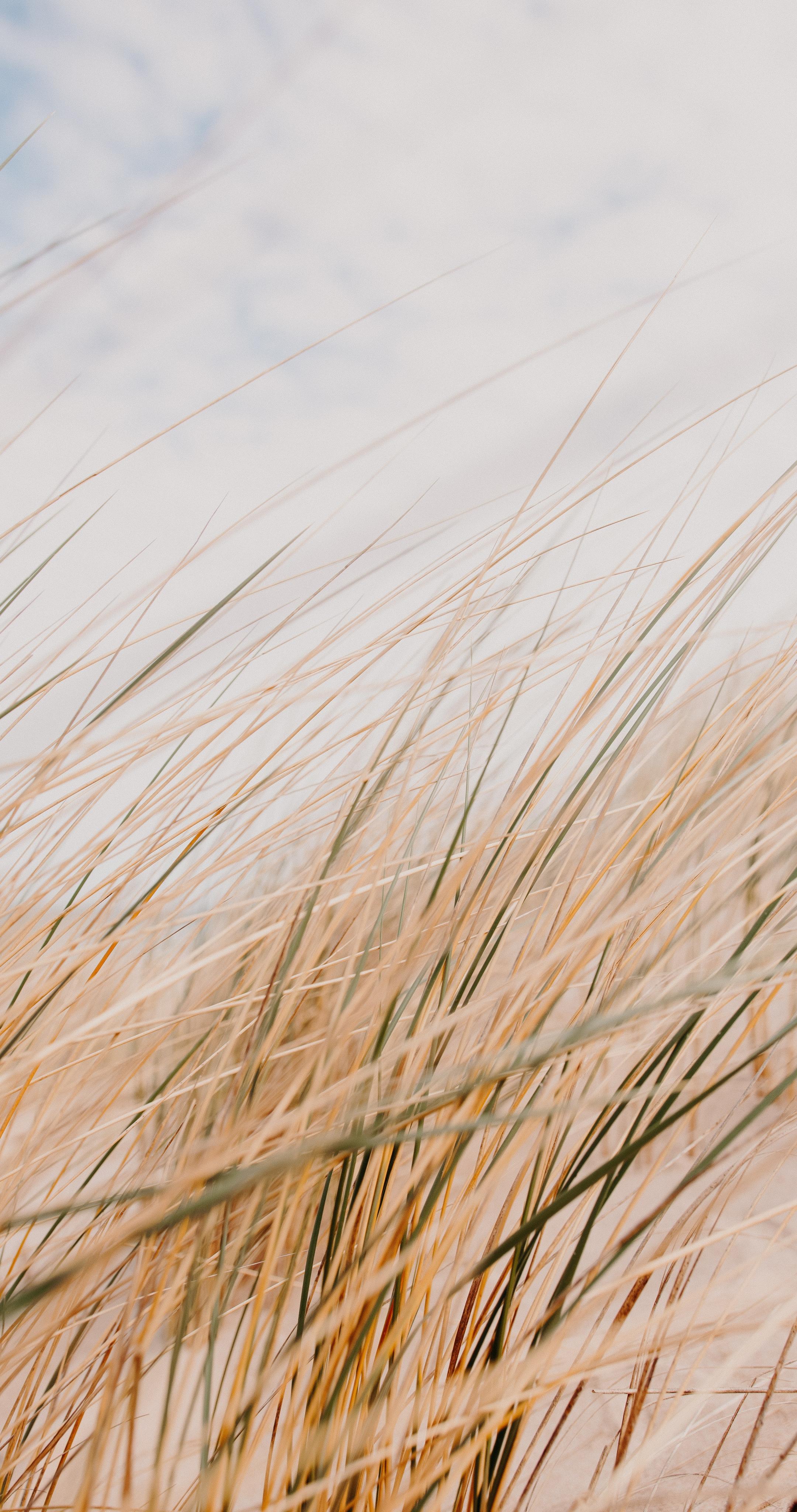 Grass Field Desert Macro