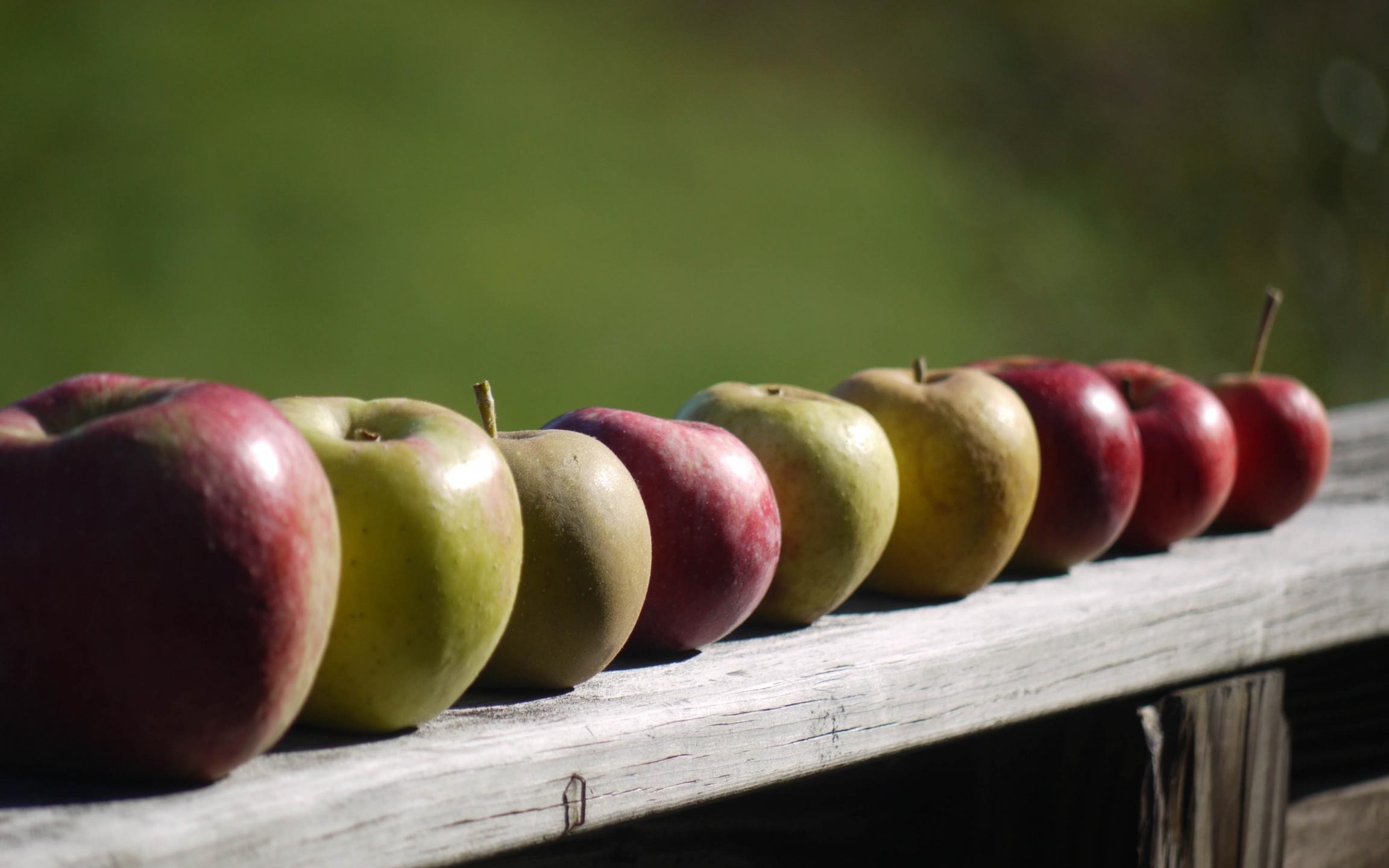Apples Fruit Fresh Fence