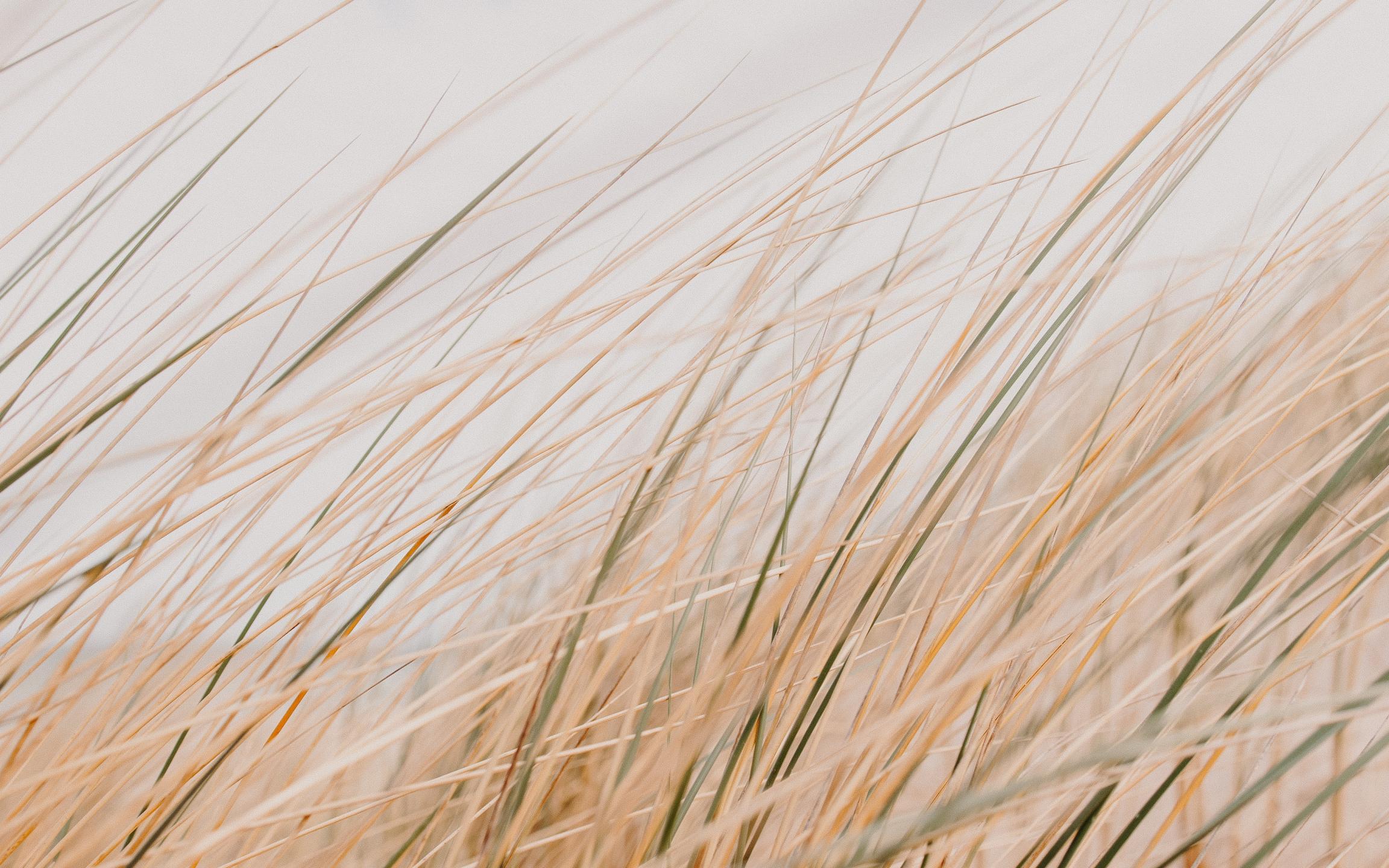 Grass Field Desert Macro