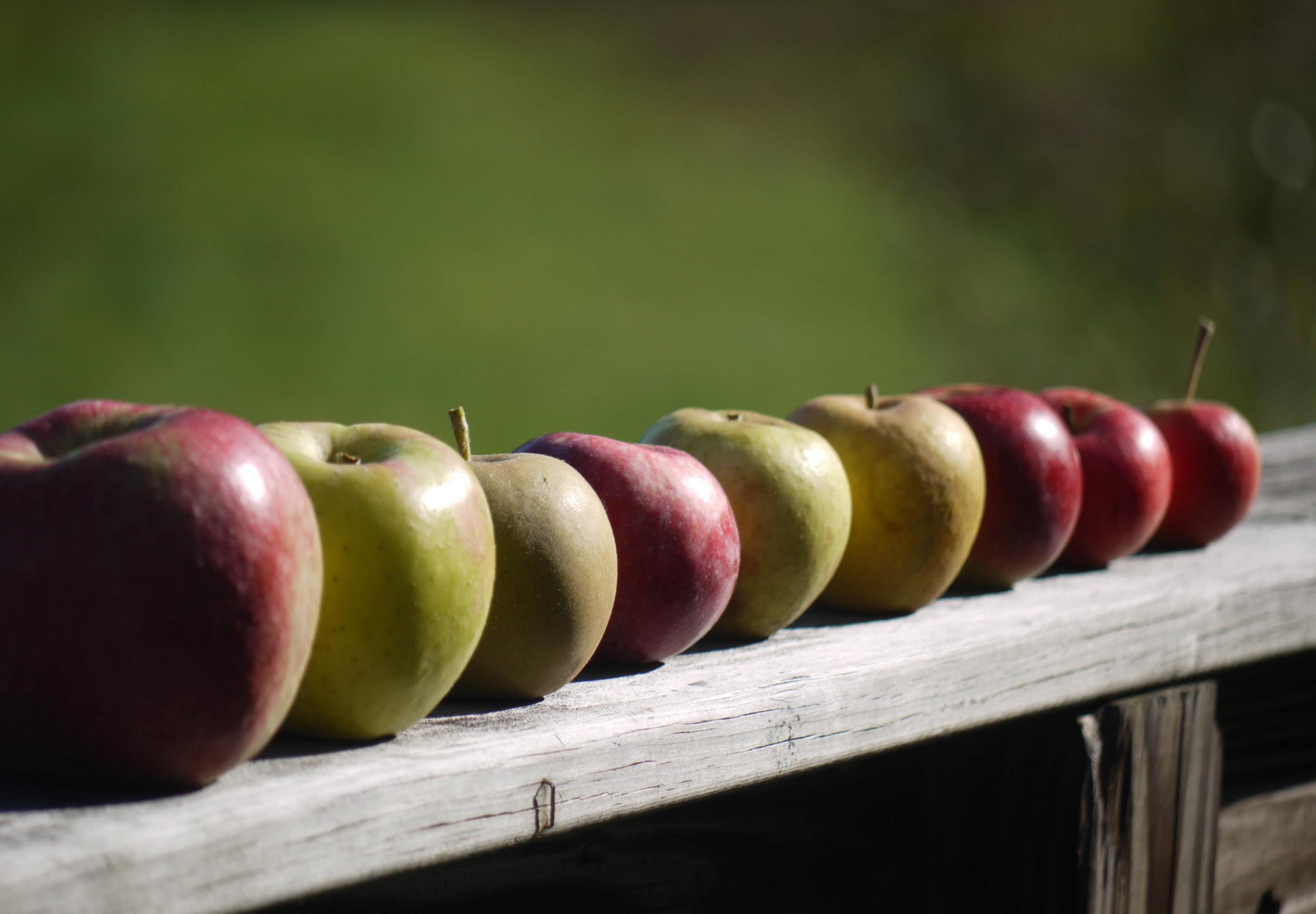 Apples Fruit Fresh Fence