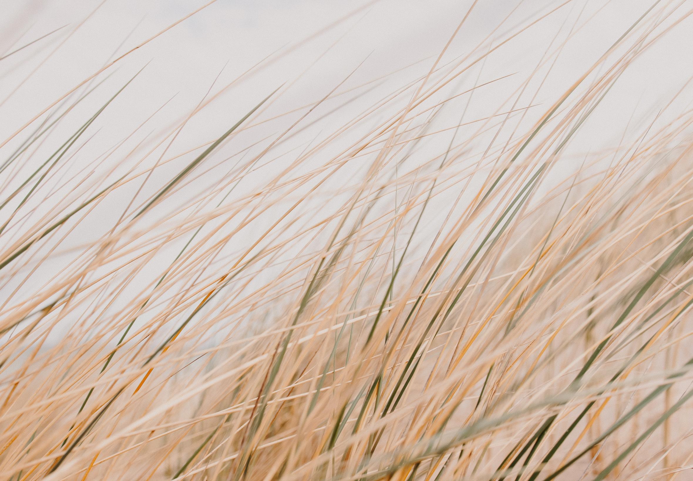 Grass Field Desert Macro